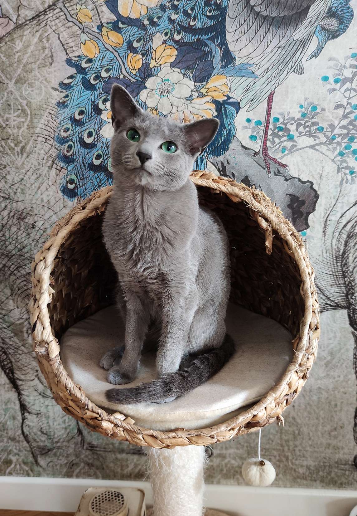 CH. Iago by Flash Arian, CZ