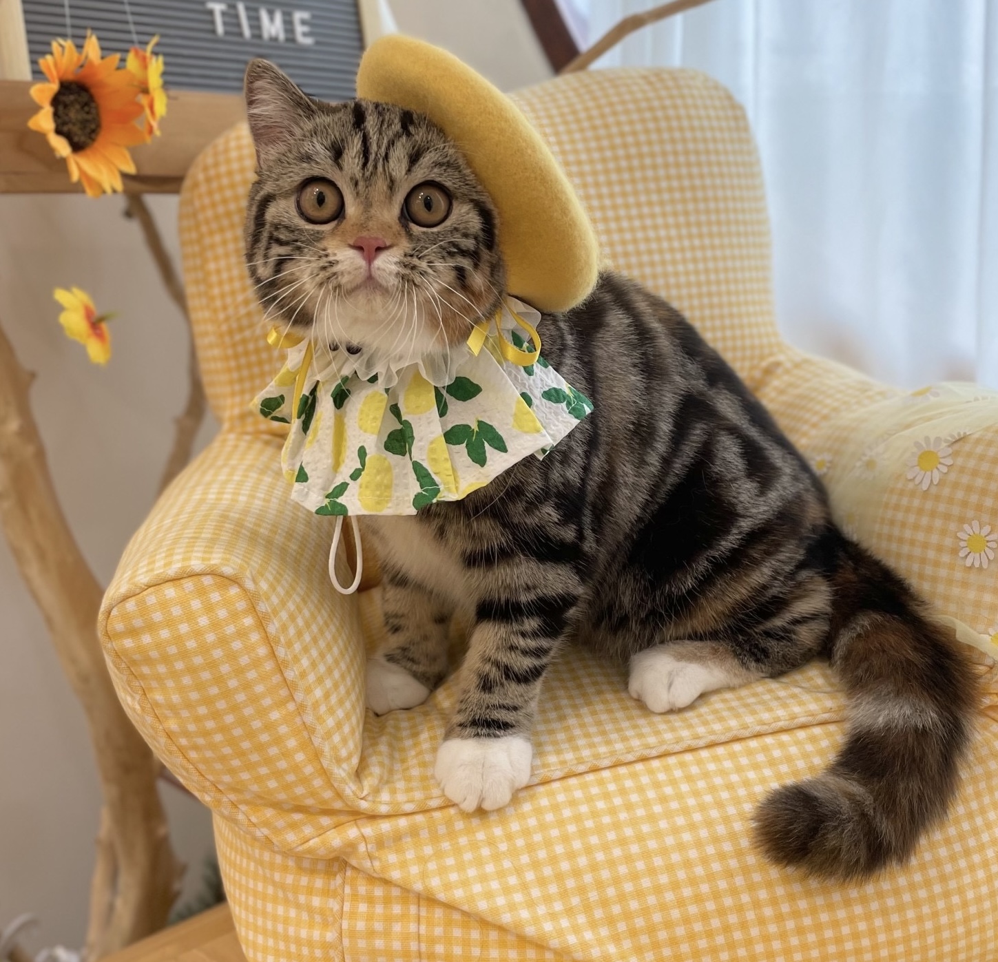 Purry Pie’s Eternal Sunshine