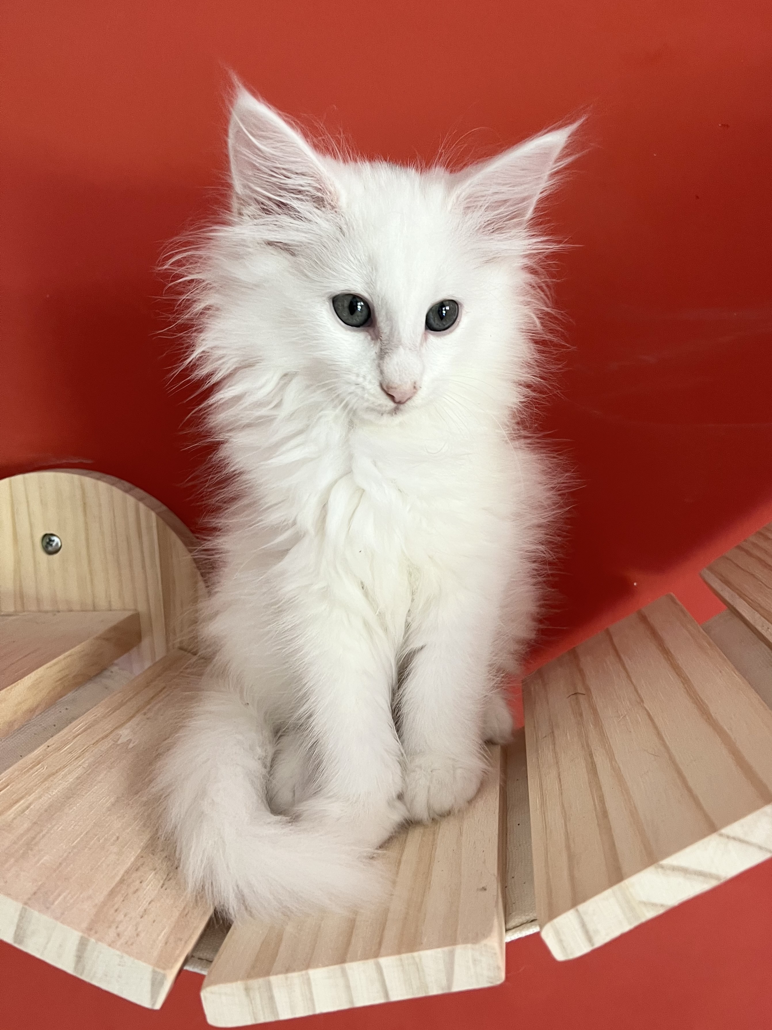 Kristel del Regnodoro