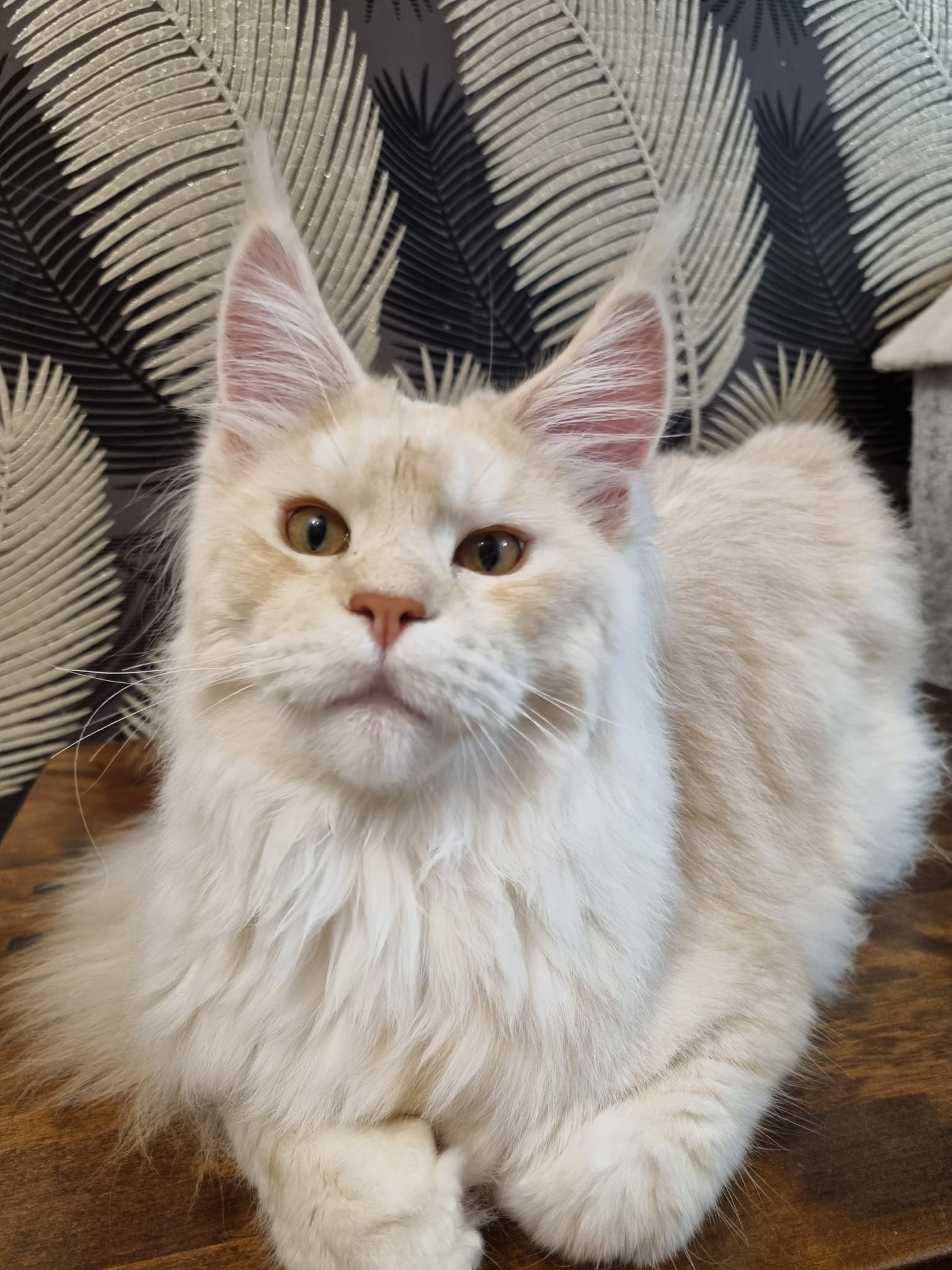 Armagedon of Party Starter