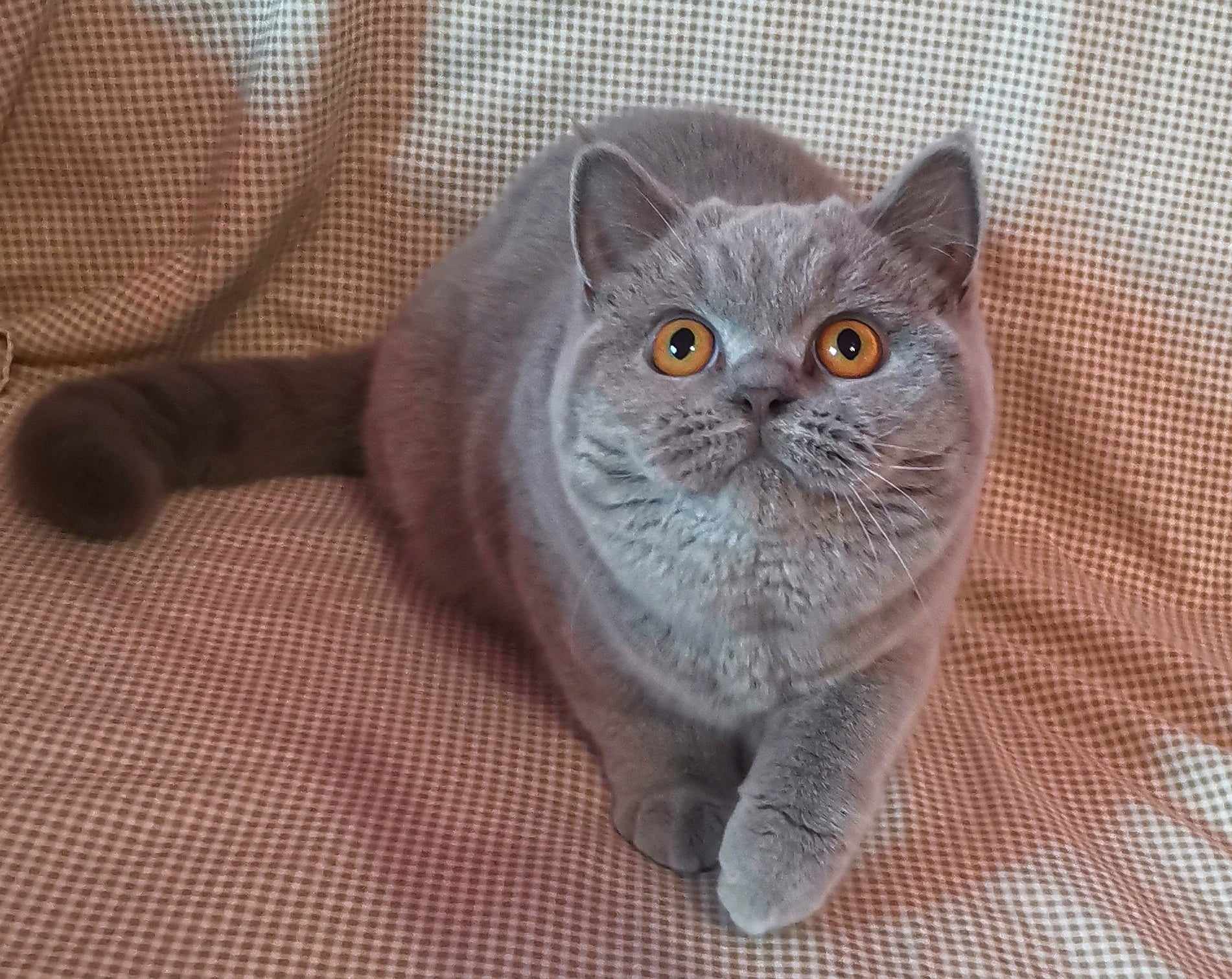 JCH. Cristy's Pride Happy