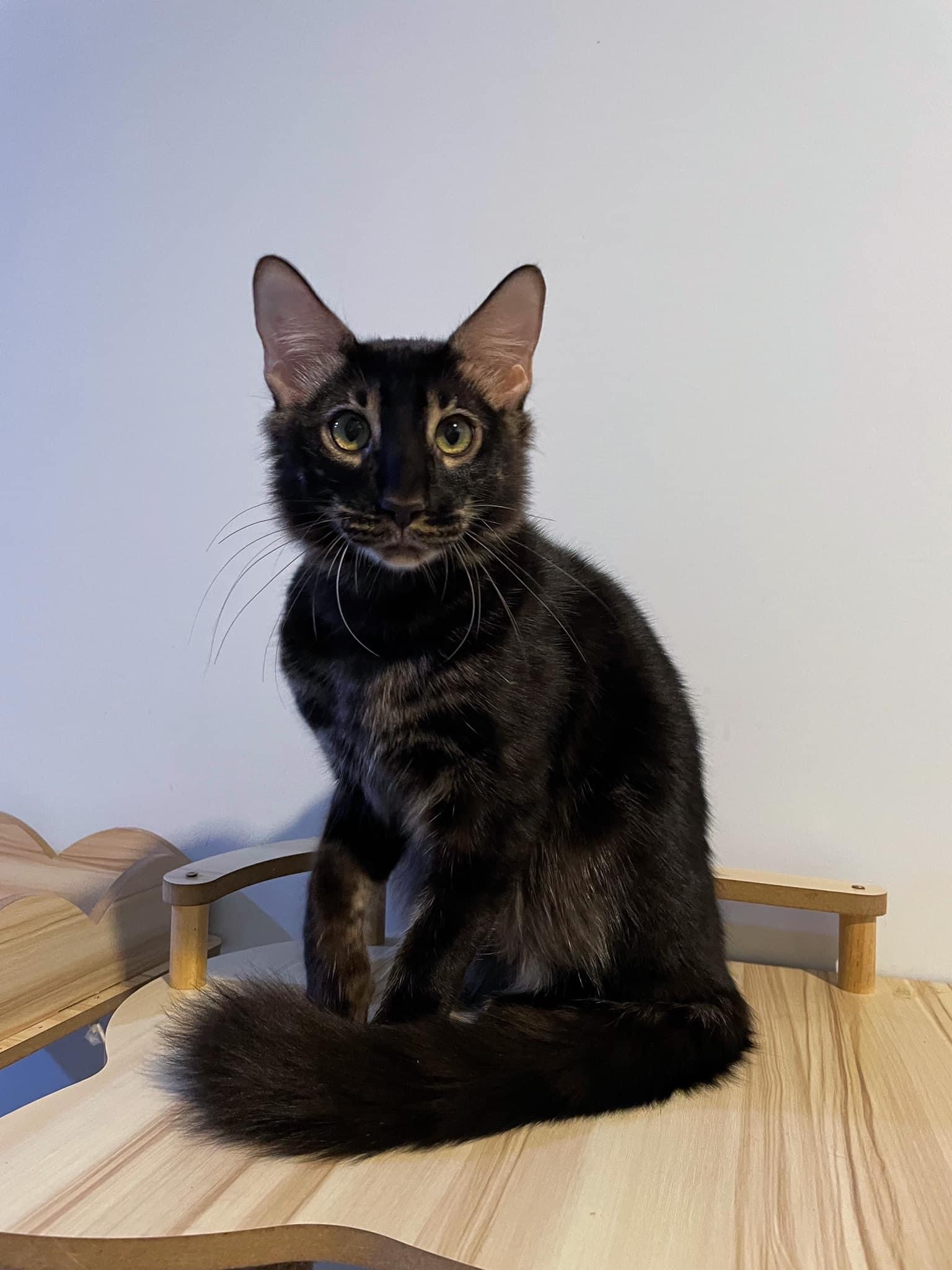 Infinitisiam Black Hole