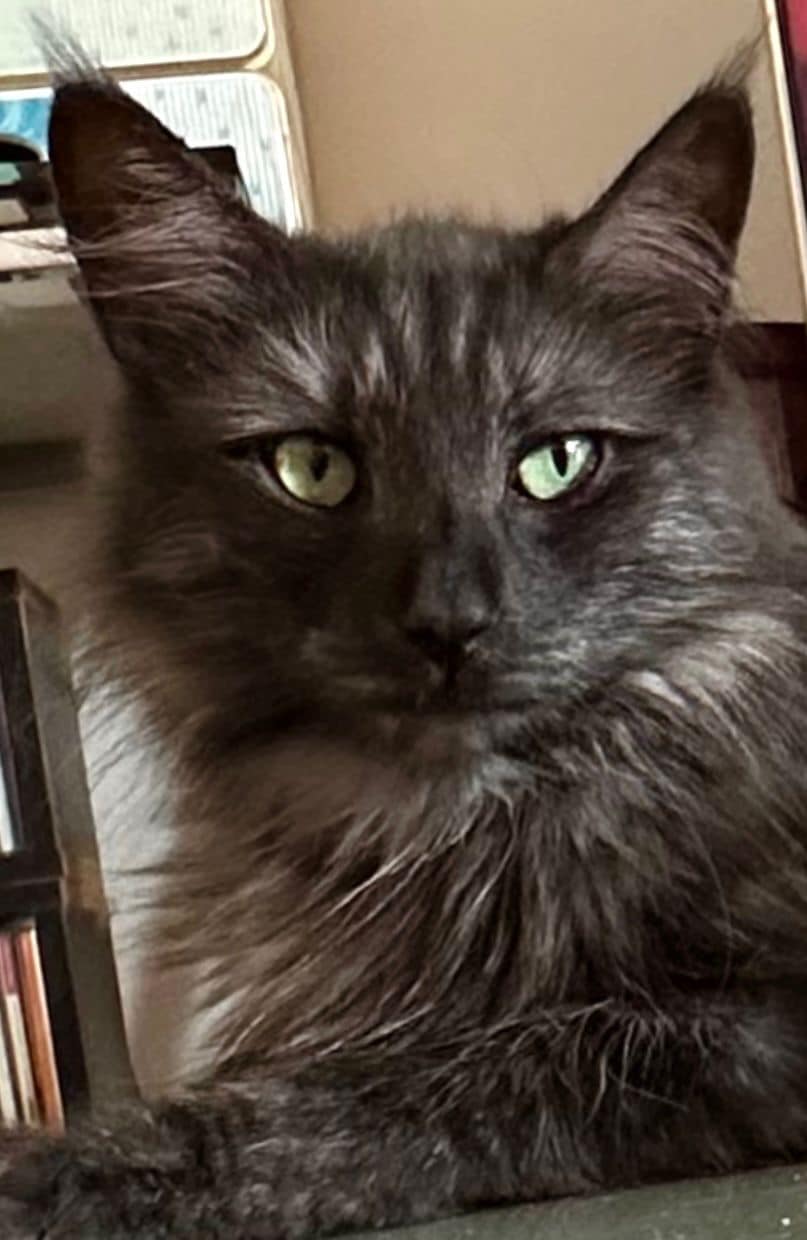 GECH. MaiDireMiao Sybilla