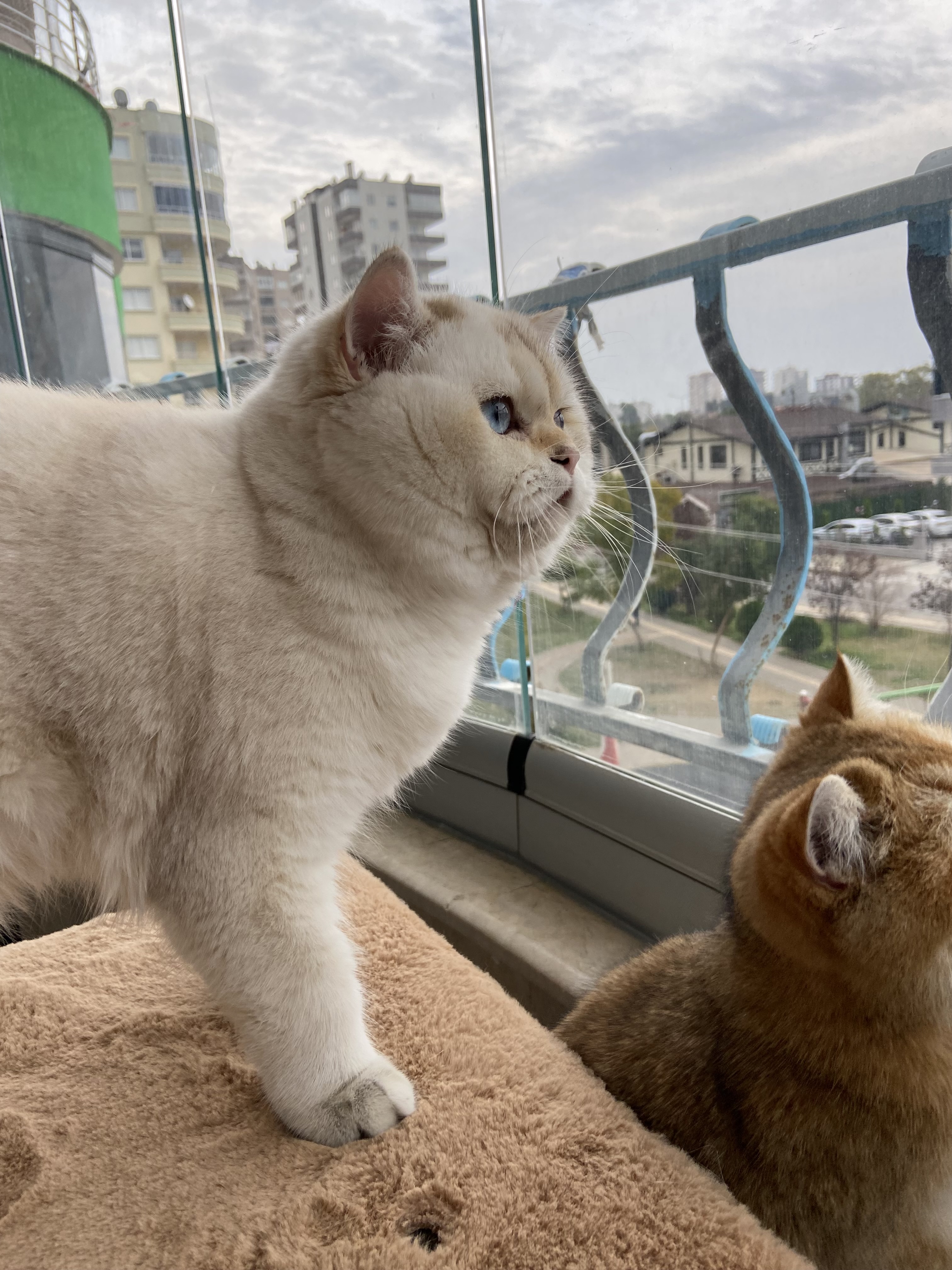 CH. Saral’s Family İnfinity