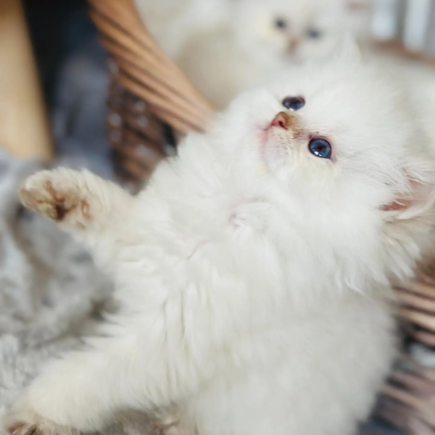 CH. Ulma of Olimpique Goldens