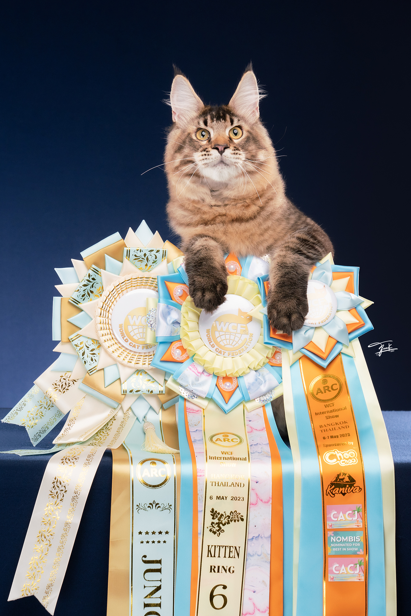 JCH. Delta QTCoons of Mayleena