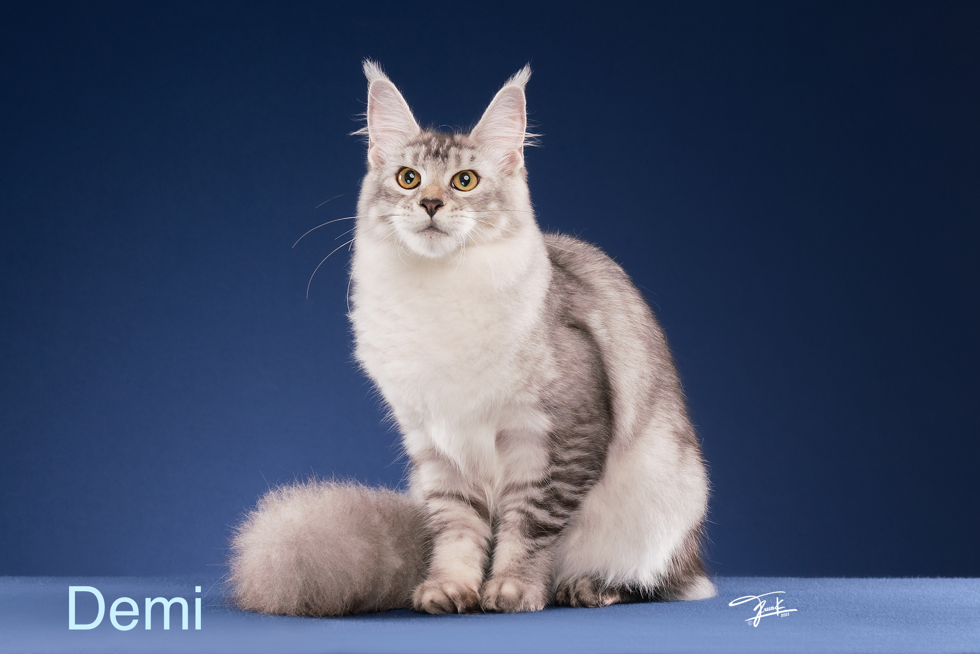 JCH. Demi QTCoons of Mayleena