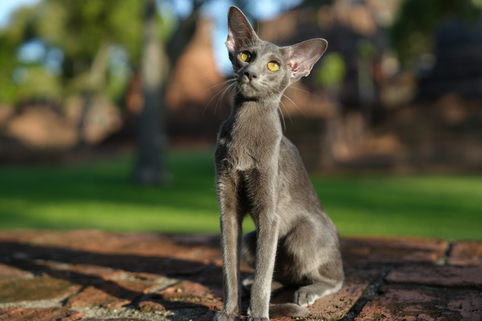 Pharaohland's Zamantha