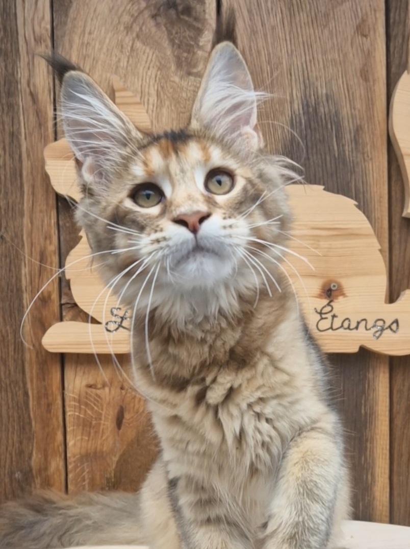 JPR. Usaguy des C-Gneurs D'étangs