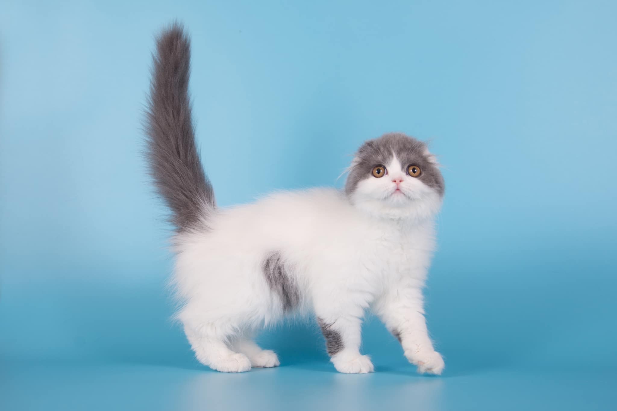 Uppsala Ocean Dream Cattery