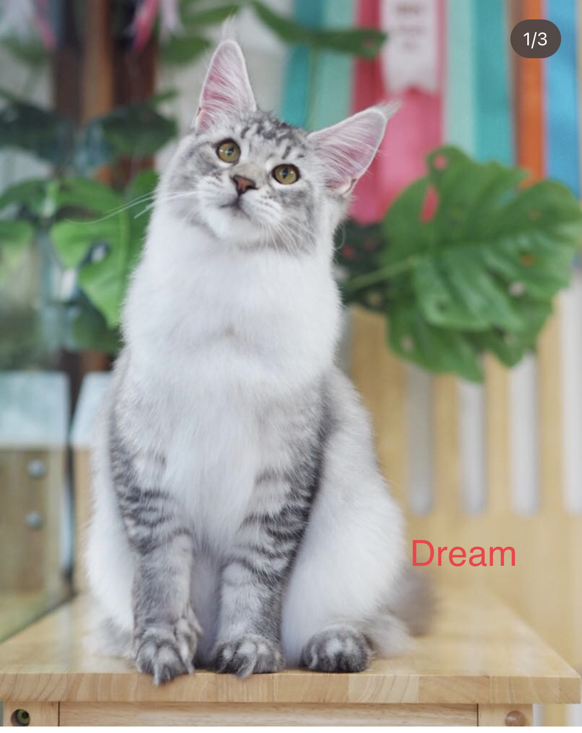 JCH. Dream QTCoons of Mayleena