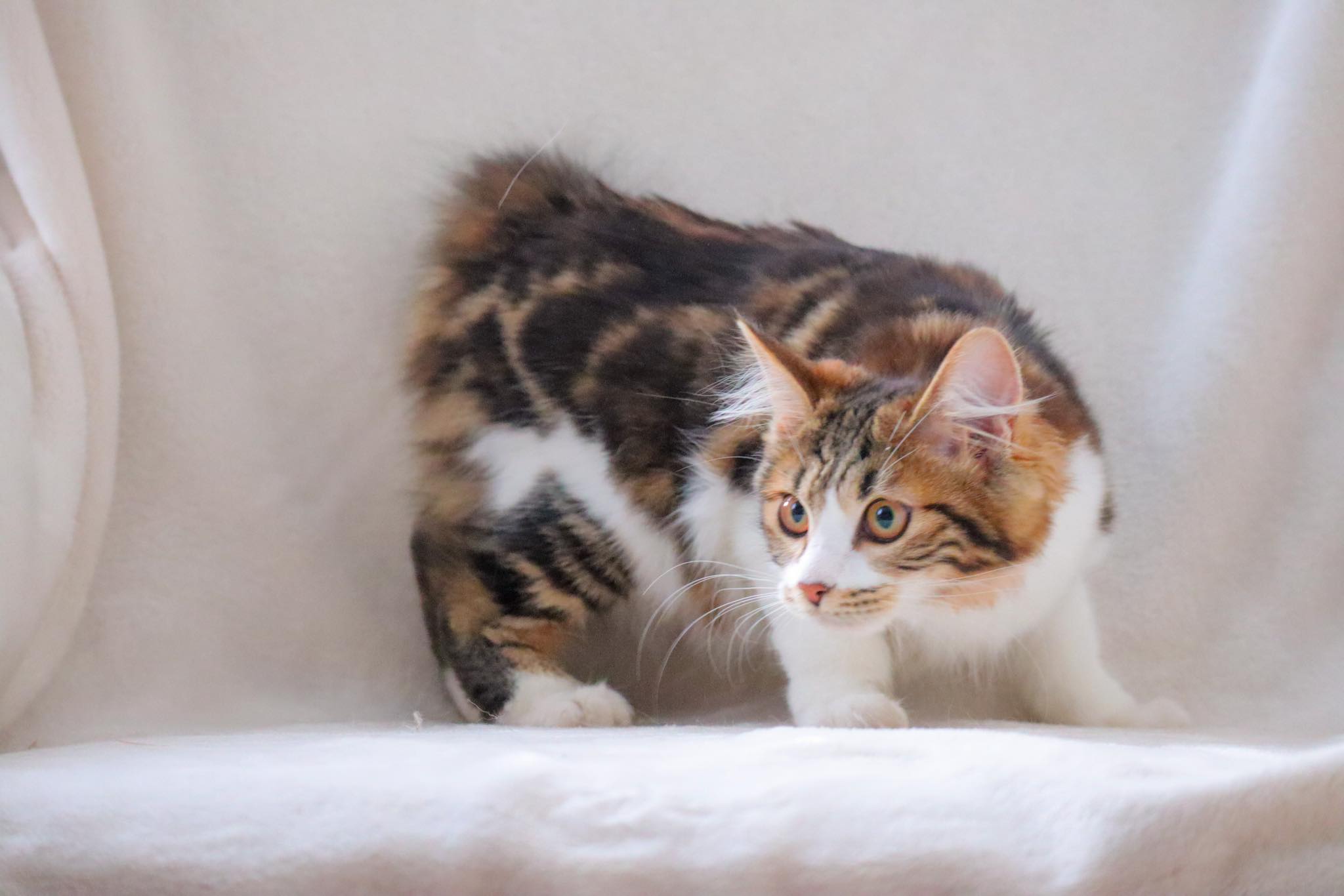 KCH. Salem's Descendants Mystic Falls