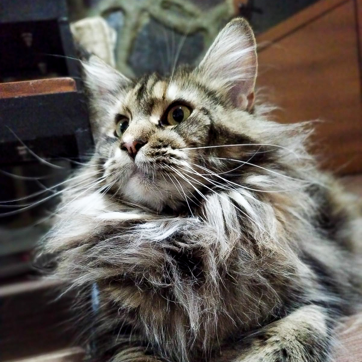 CH. UA*Golden Pride Minerva