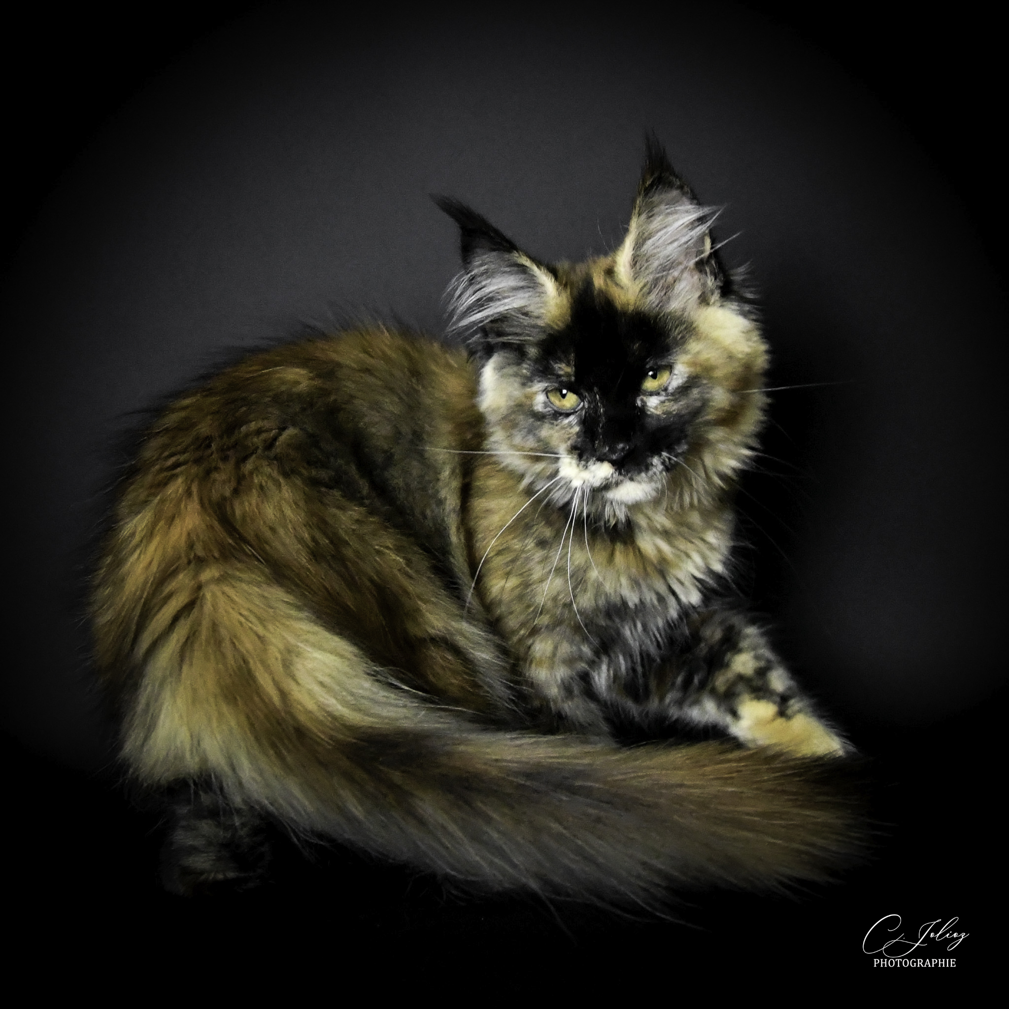 KPR. Uzalee de l’empreinte féline