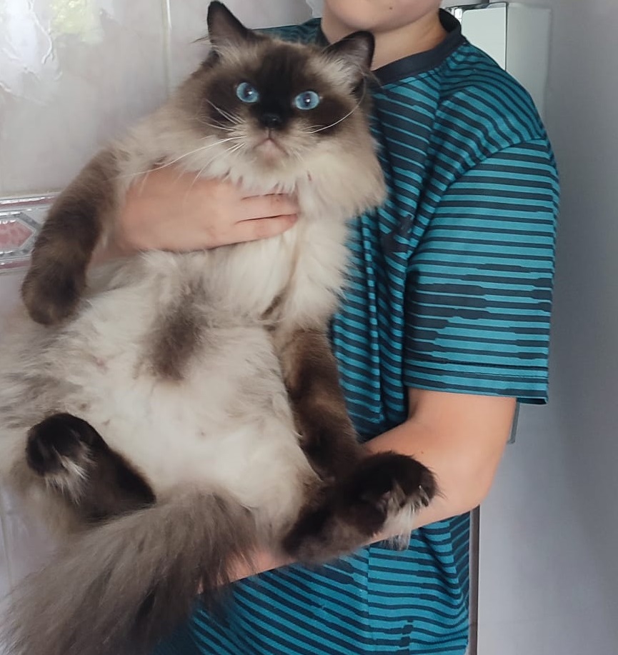 CH. Fell In Love With Alice