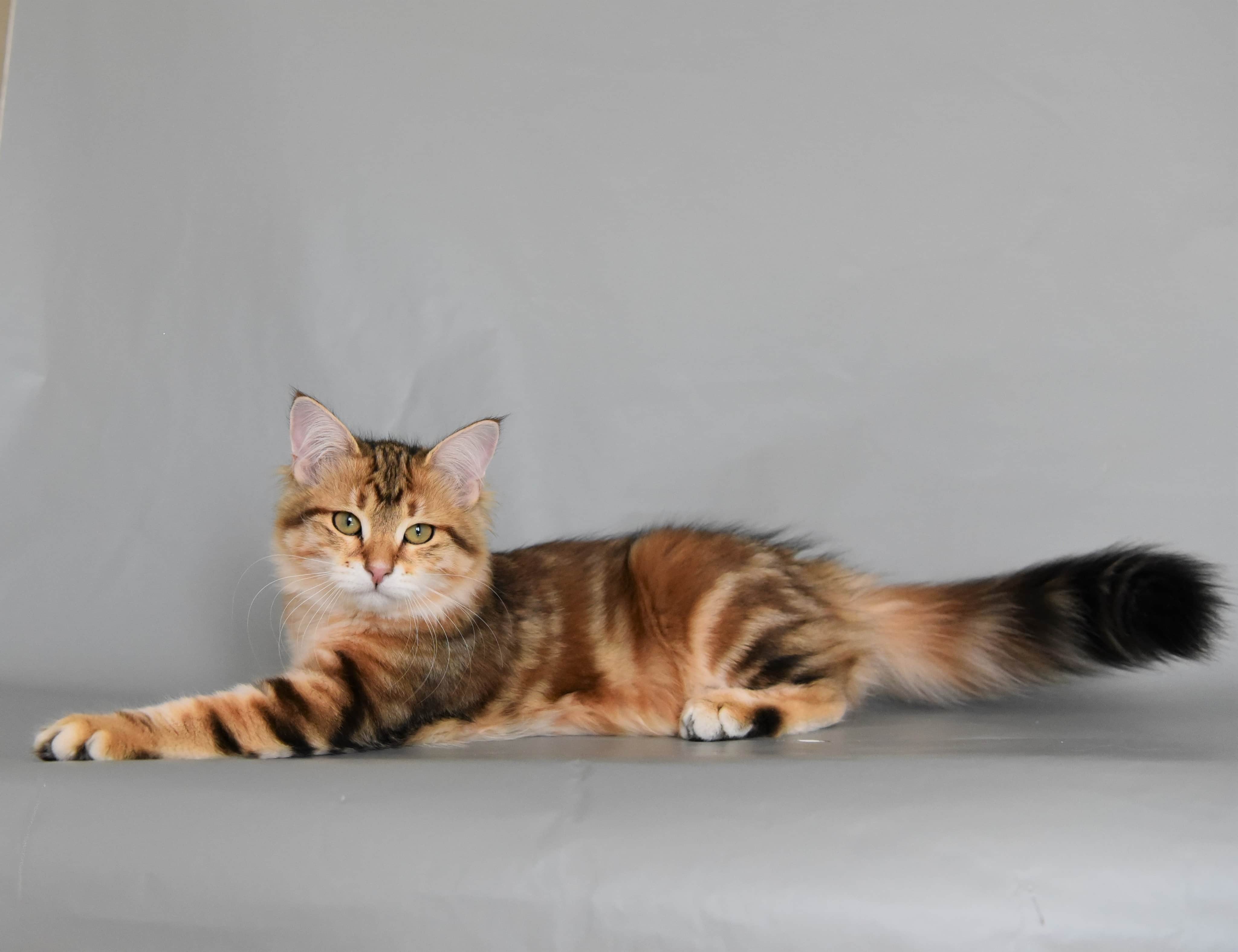 GIC Milolika Vivalavita *RU