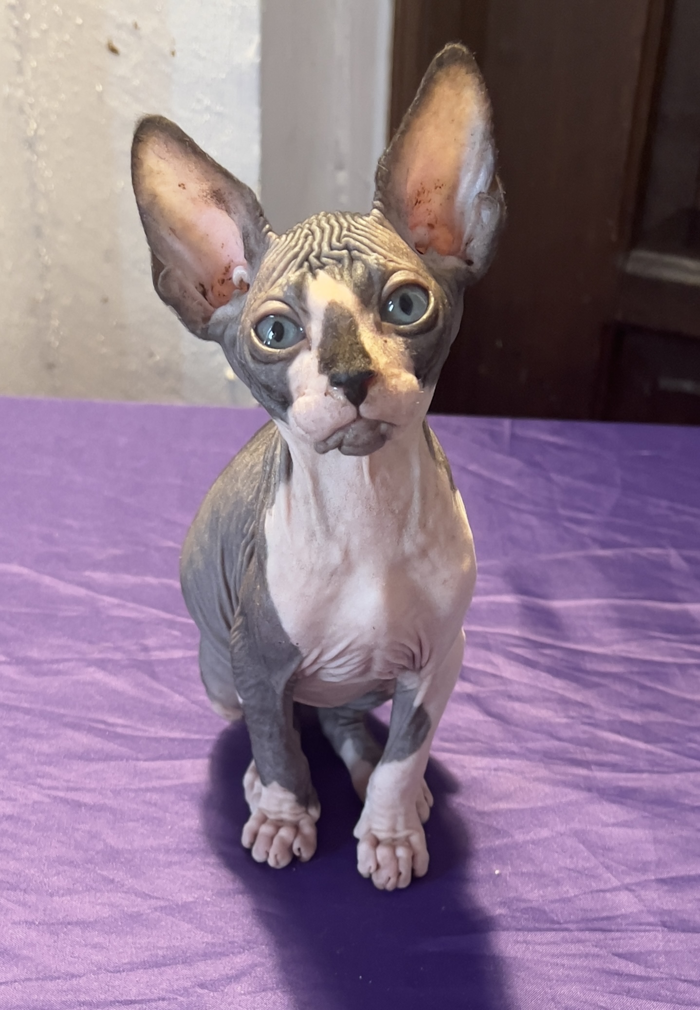 KCH. Naughty Angels Pharaoh Ramses