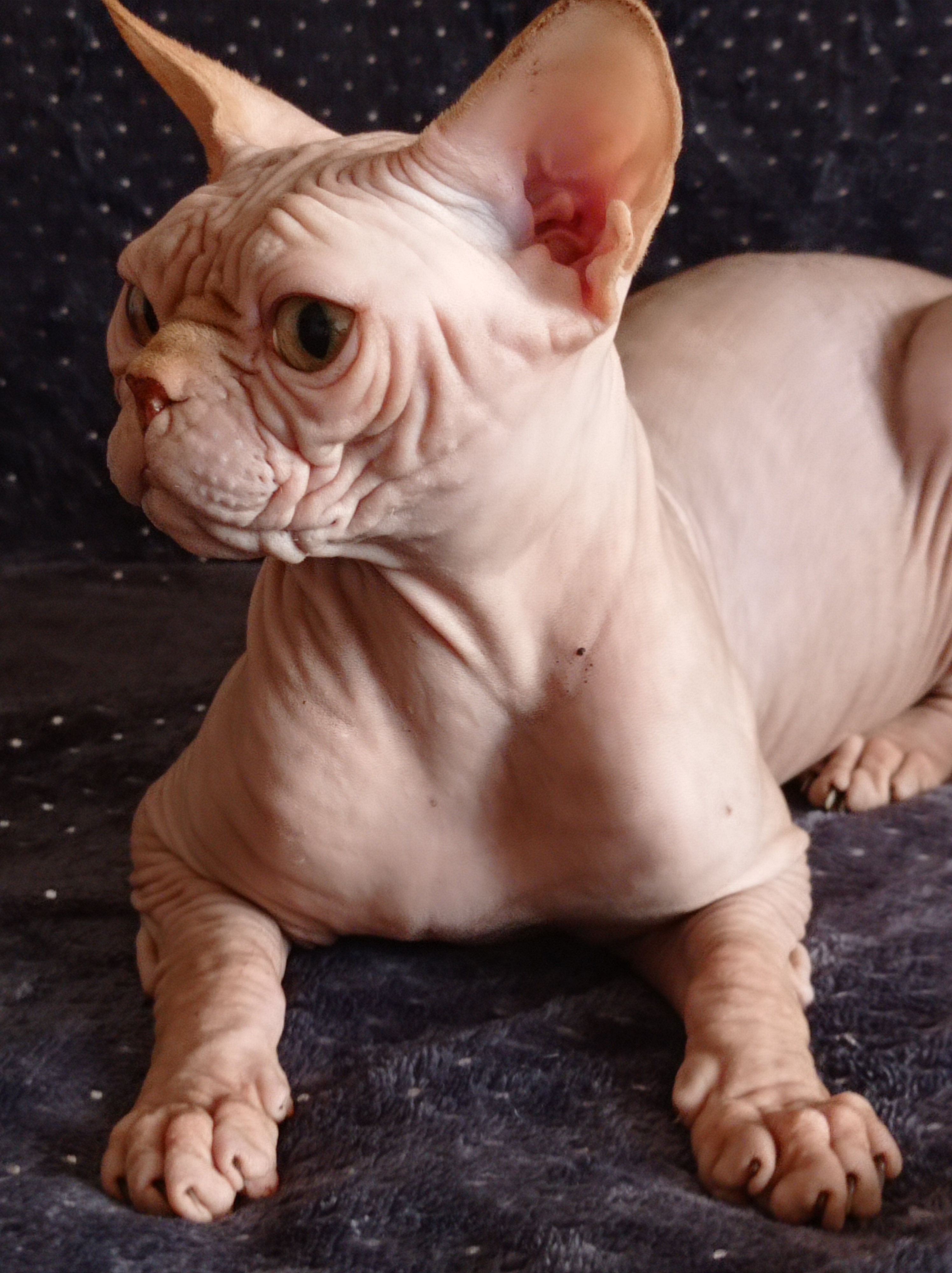 ICH. SphynxAntiquus Calypso