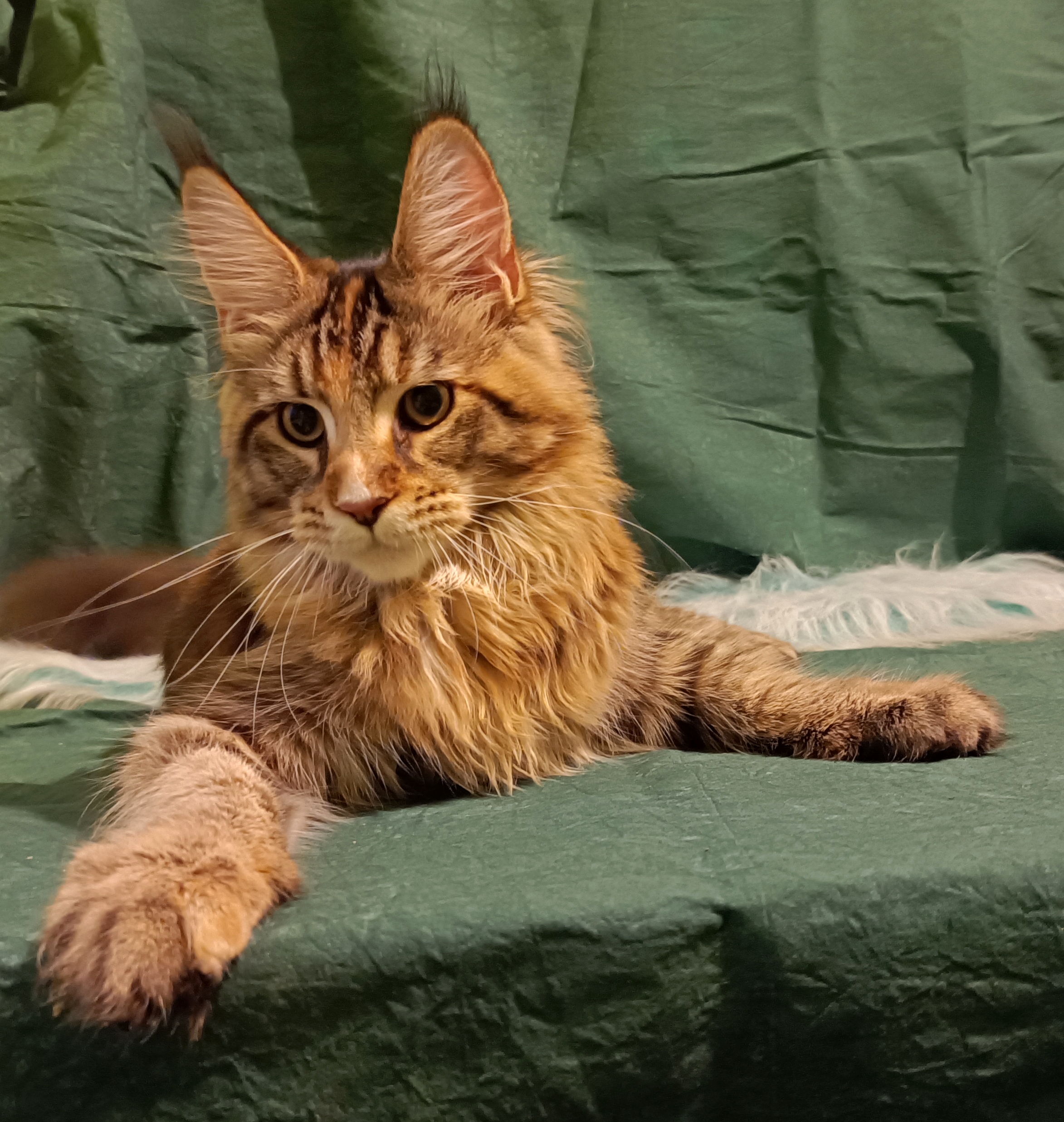 CH. Big Winner Christy Turlington