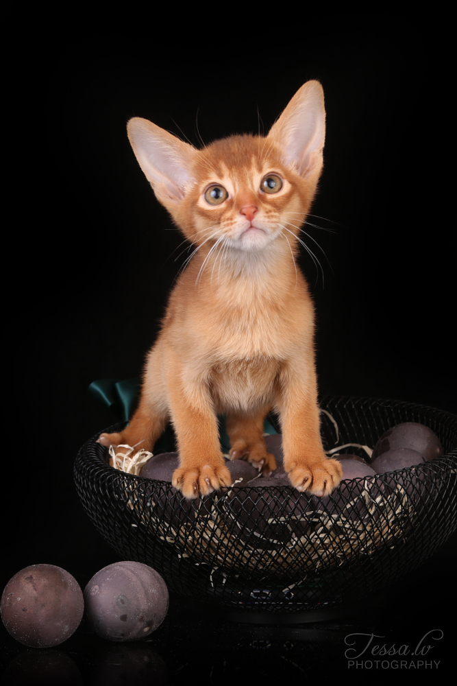 A-KIMBI FROM GOLDMURRROYAL