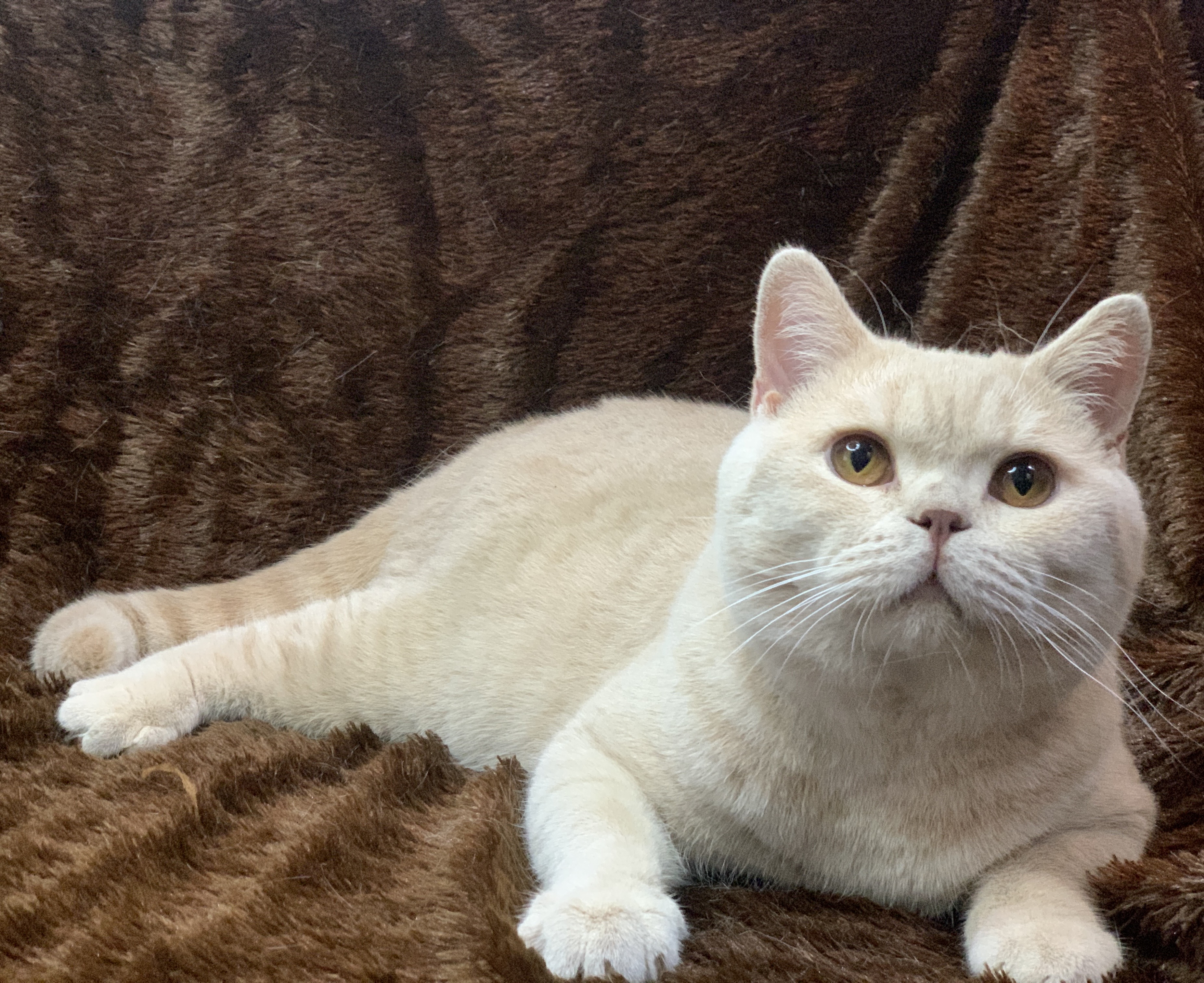 Facitt Bell Cranel Of Deluna