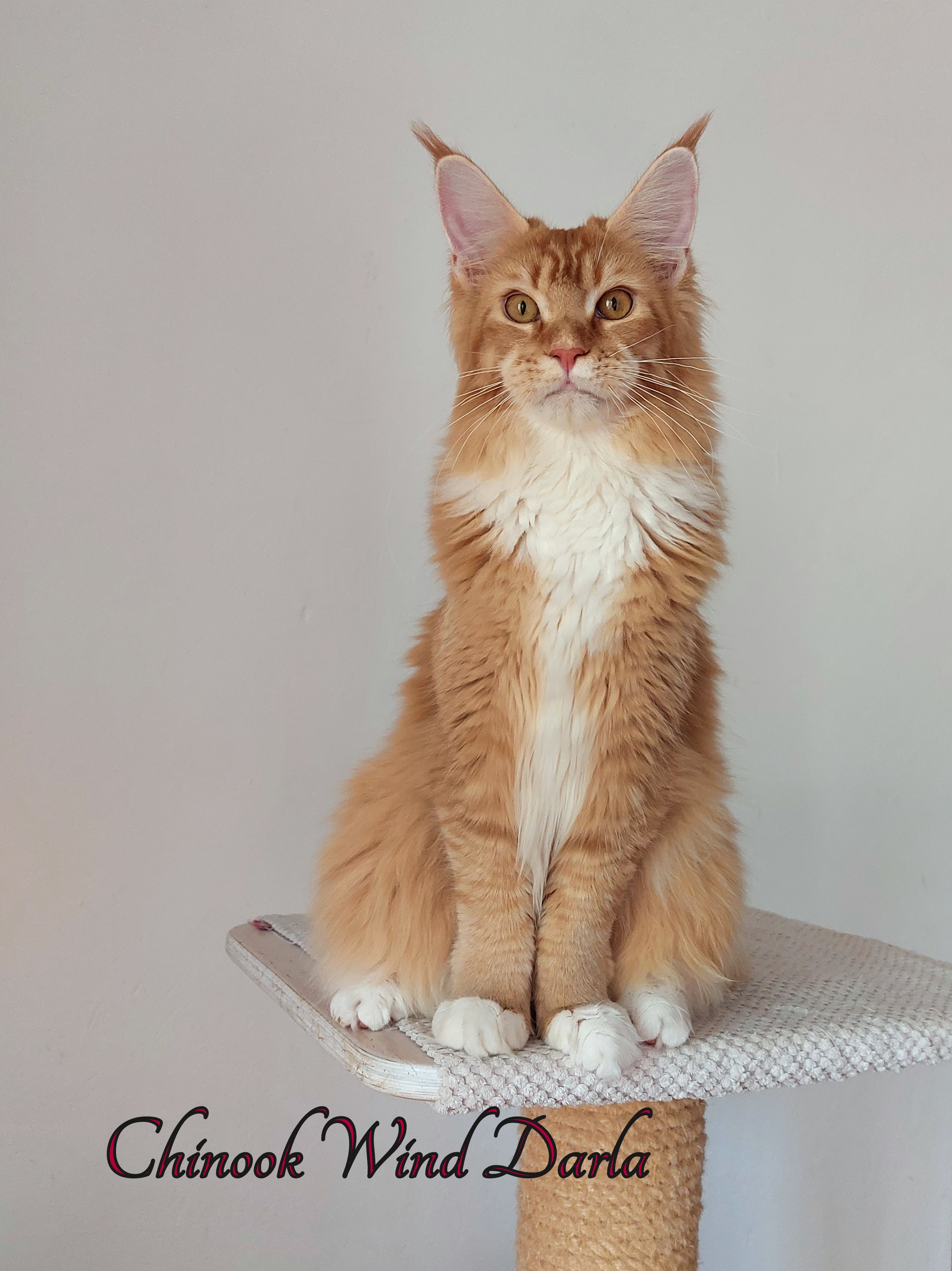 HR*Chinook Wind Darla