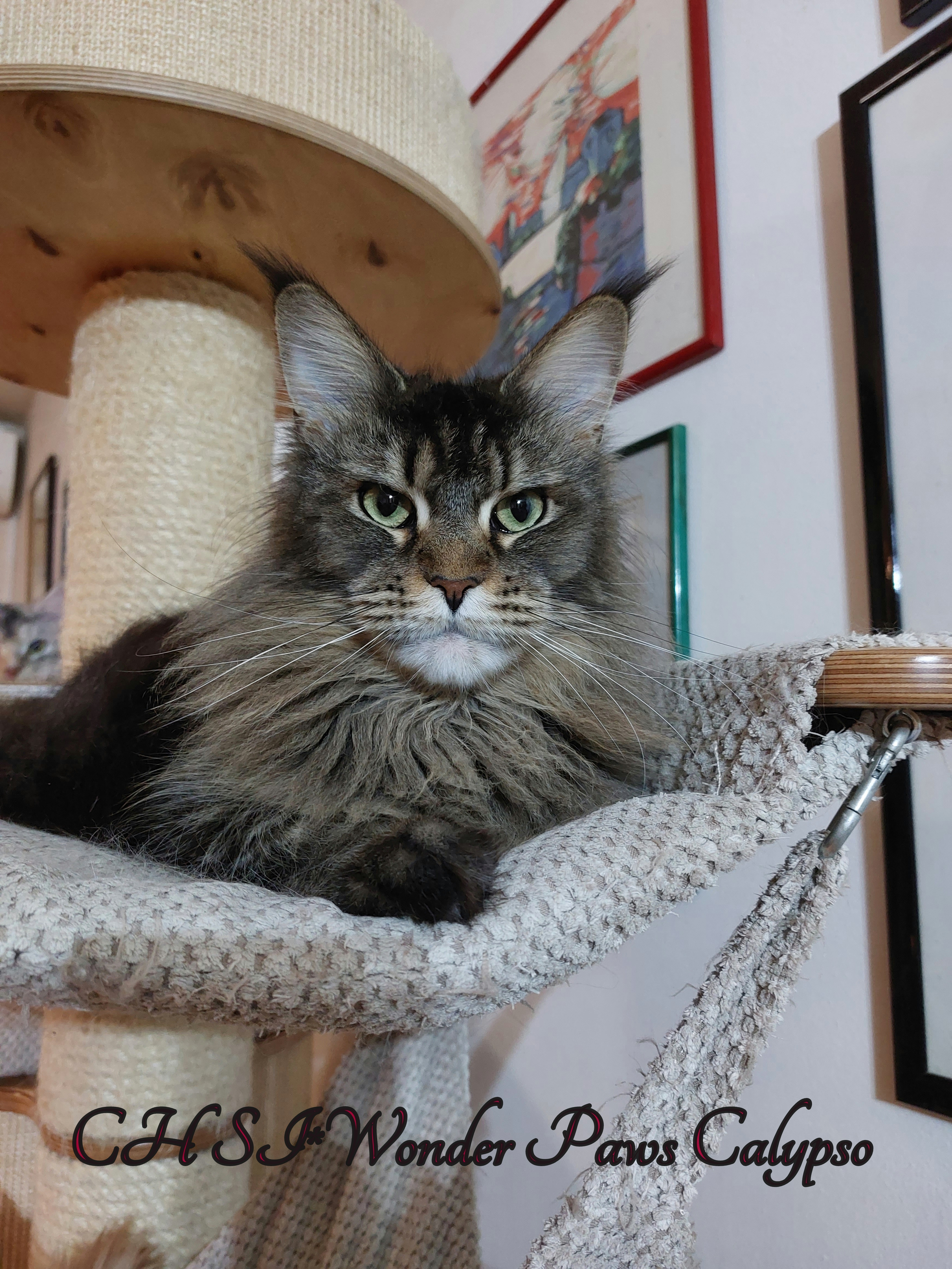 SI*Wonder Paws Calypso