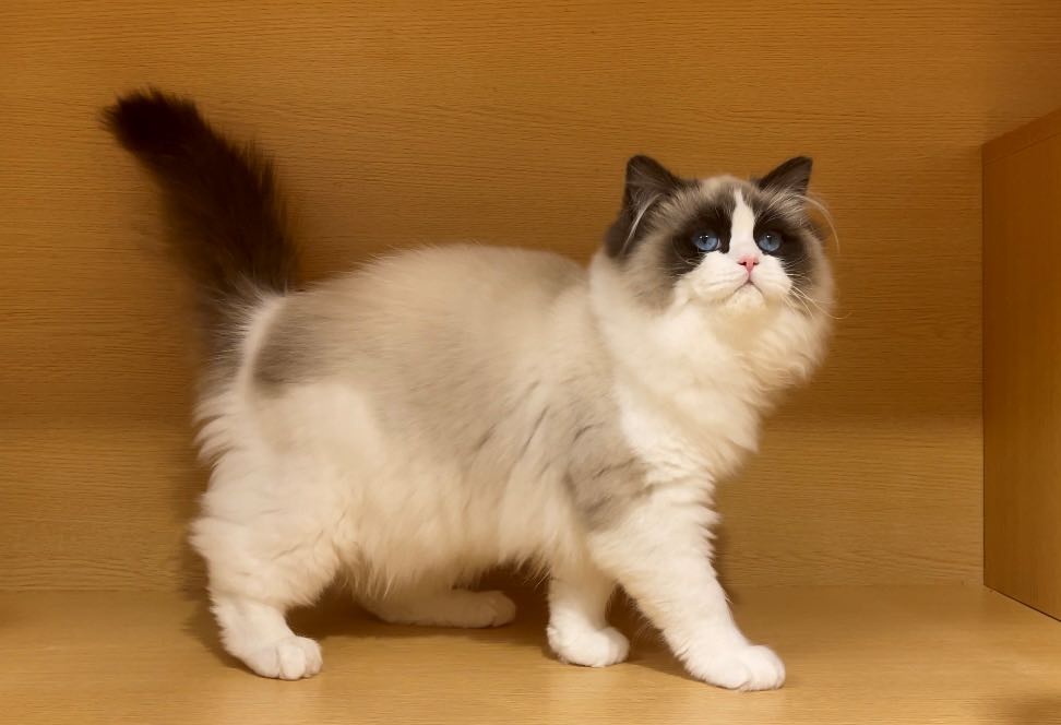 Luna of JaysonWhiteking