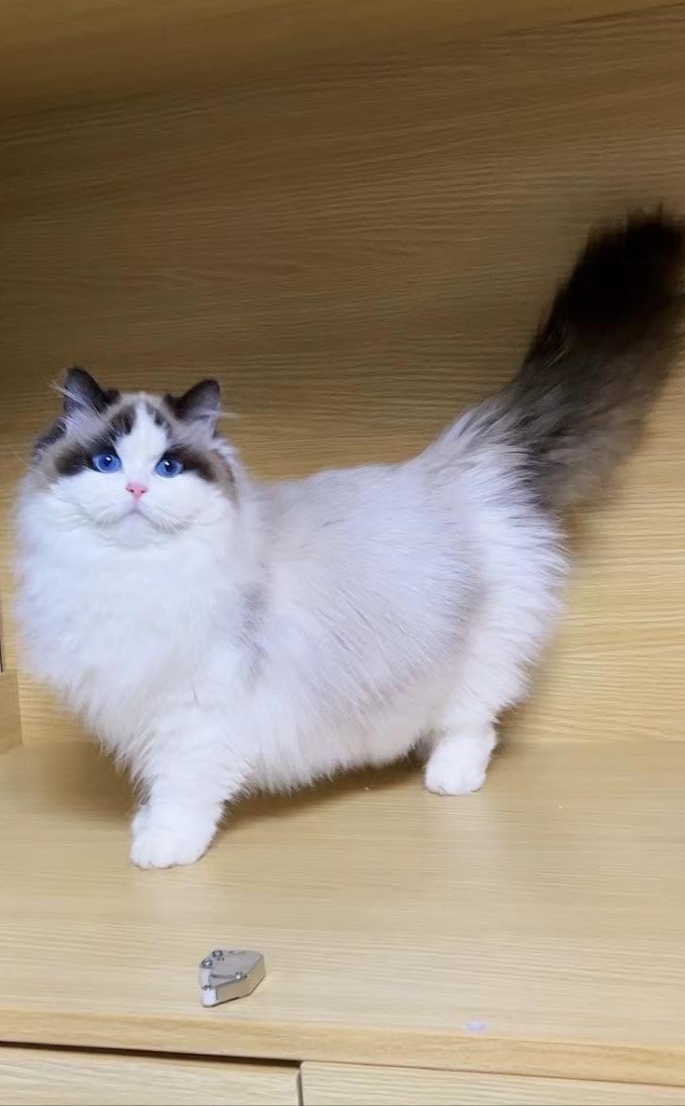 Nala of JaysonWhiteking