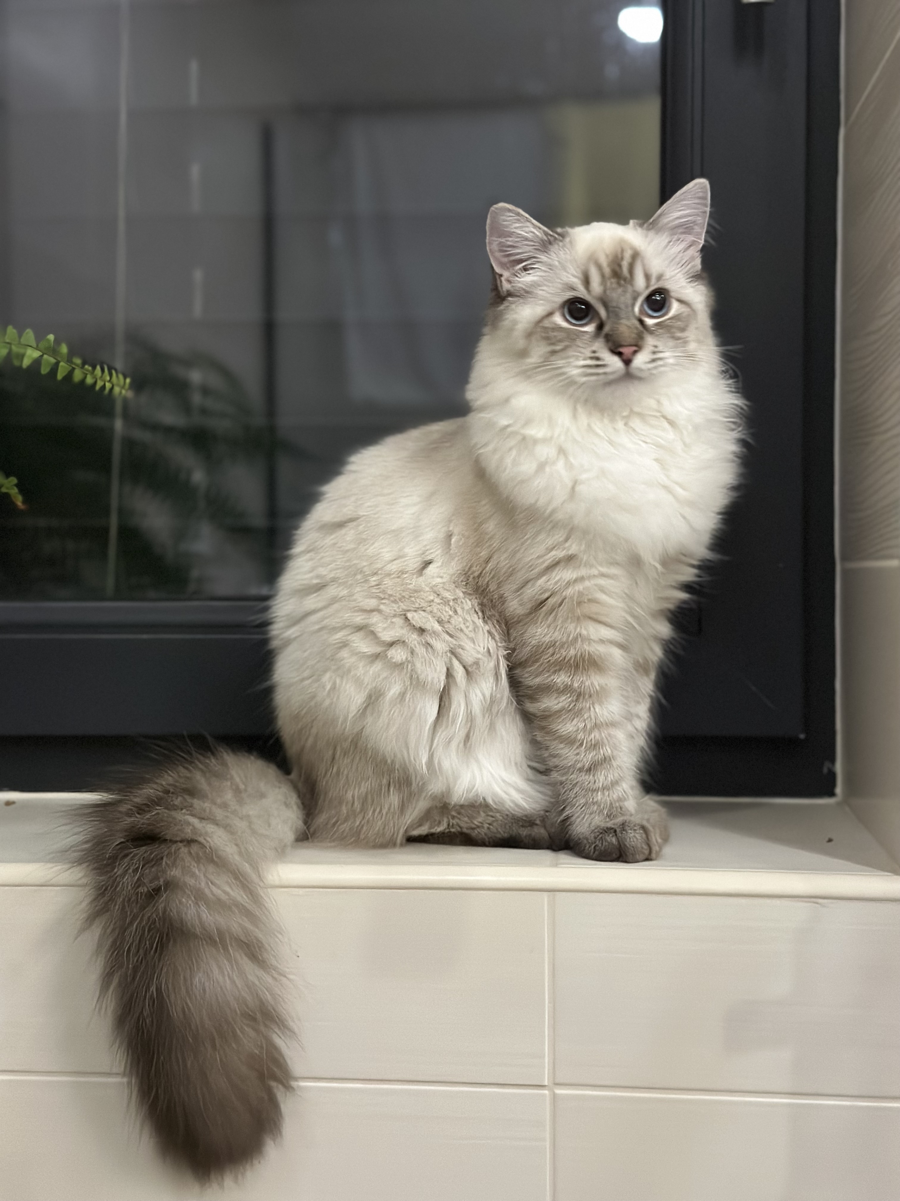 Woodland Ragdolls of Styria Amatheia