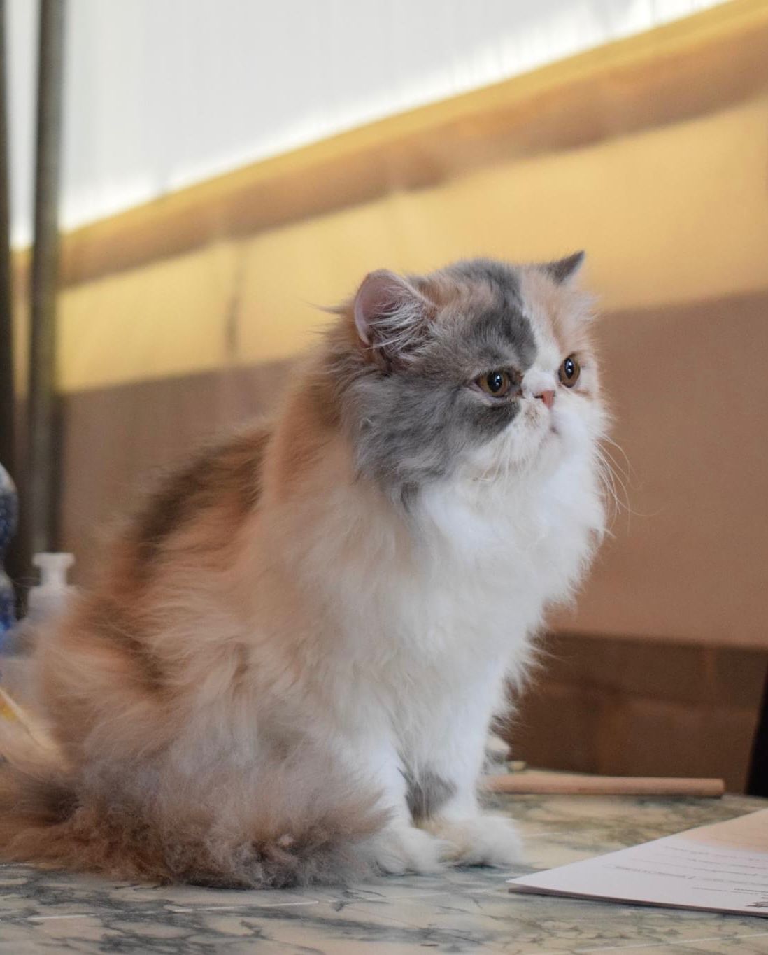 JCH. Guenda Saint Andrew of Purple Magic