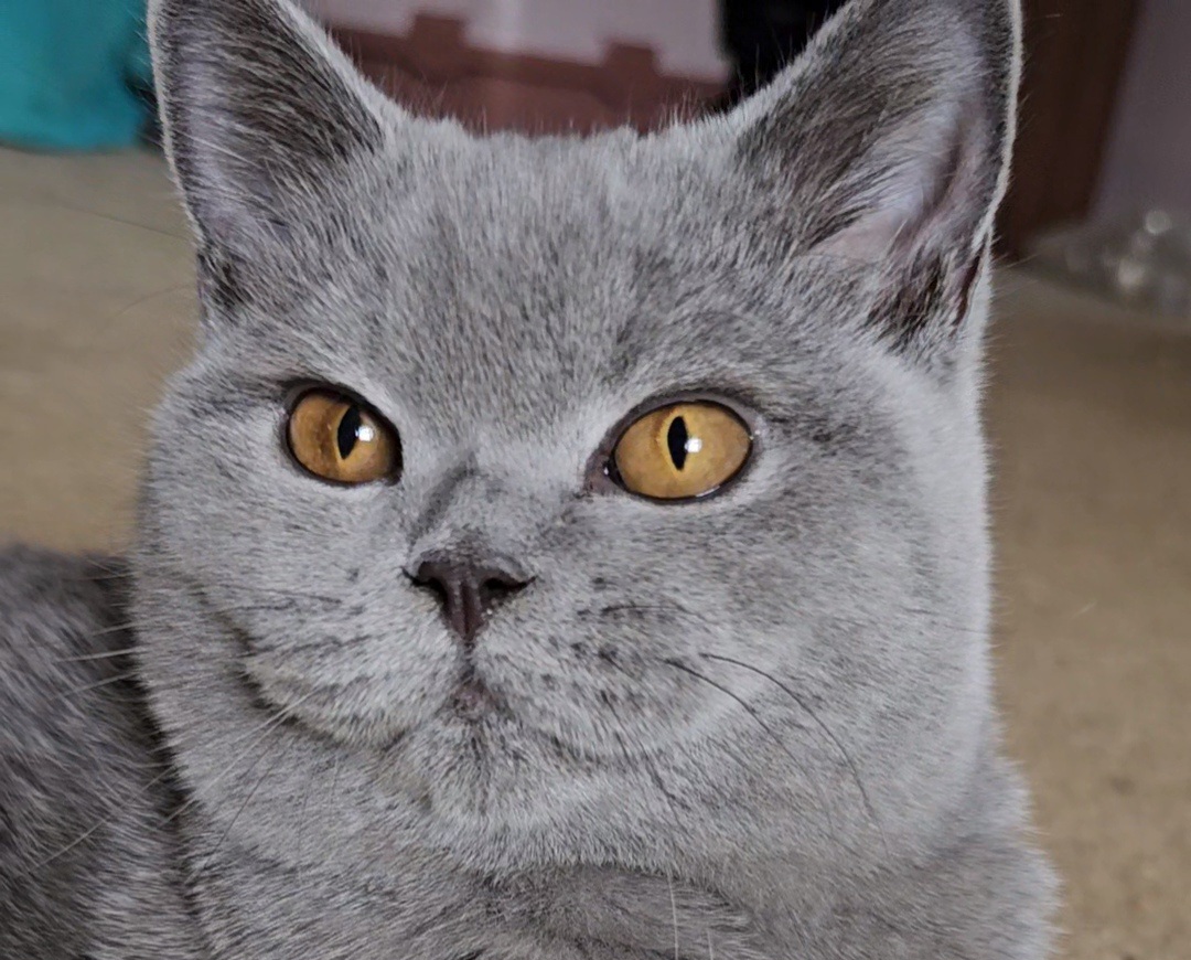 Federica Emder's Moon