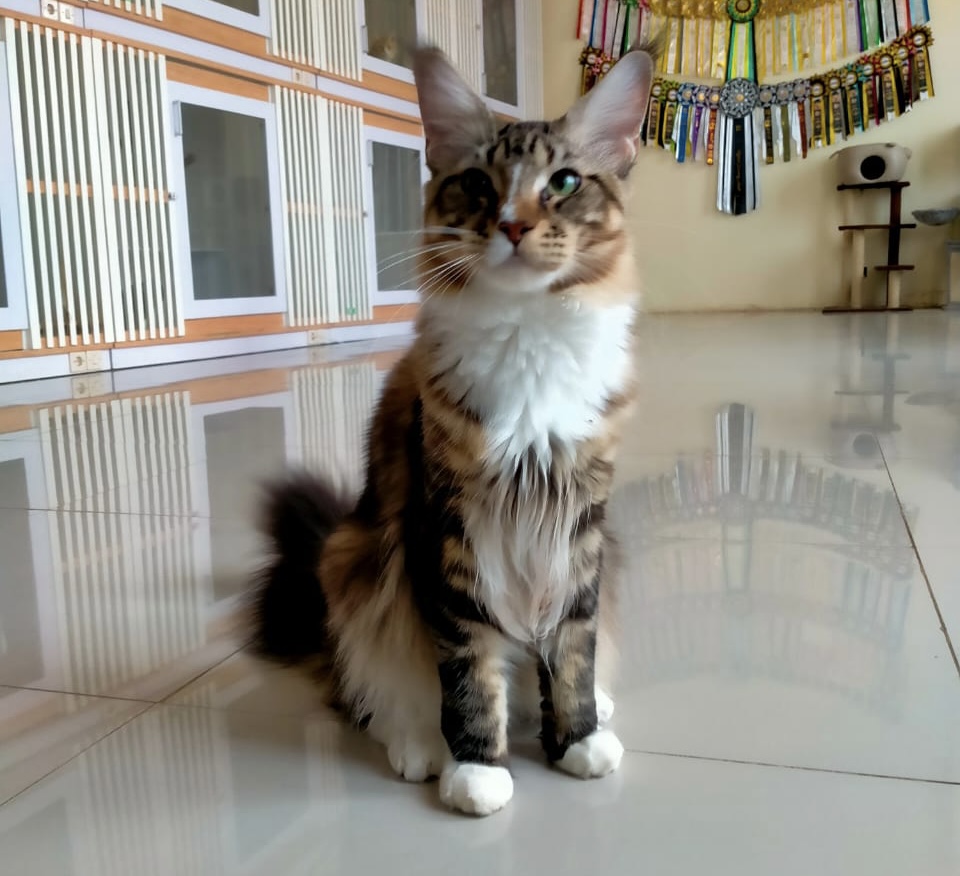 JCH. JCH. Nicandy Bimasakti of Nicolandy