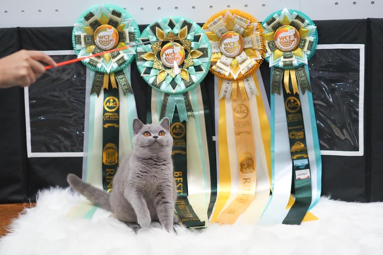 Patricia of Meowvibha
