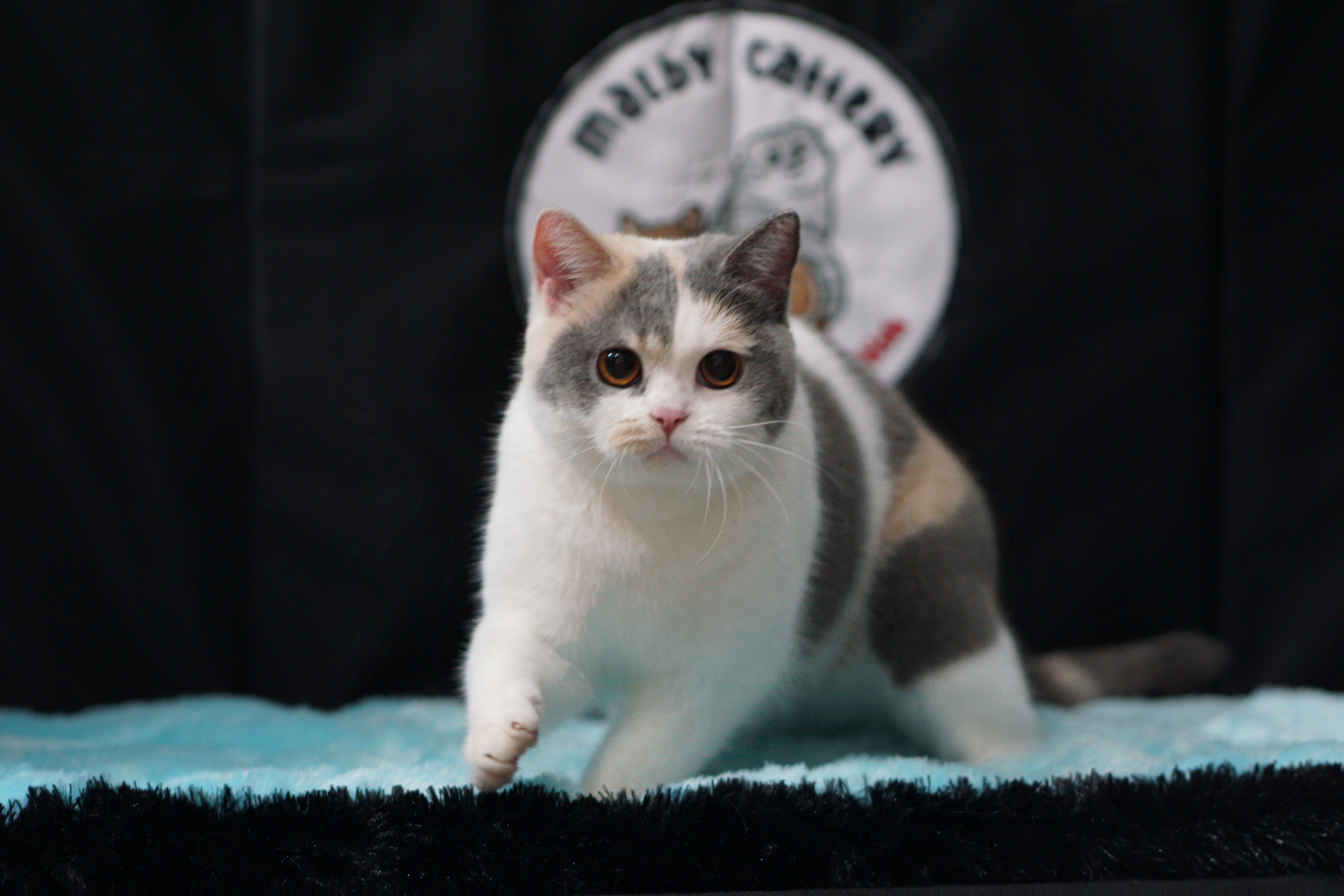 Heibai Cat Queen of Malby