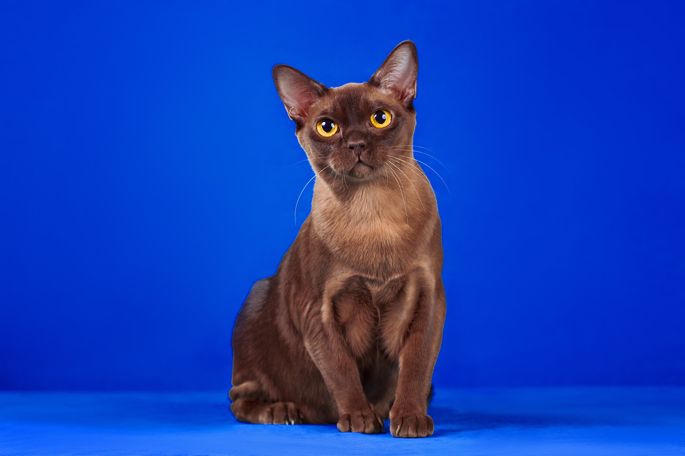 ICH. Burmaleus Hoshiko