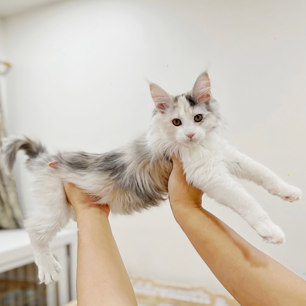 KCH. MiramarilynXClaire’s Babyboo