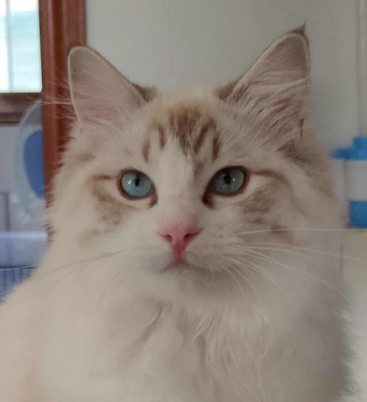 CH. CiaknDolls Margot Of Melapki