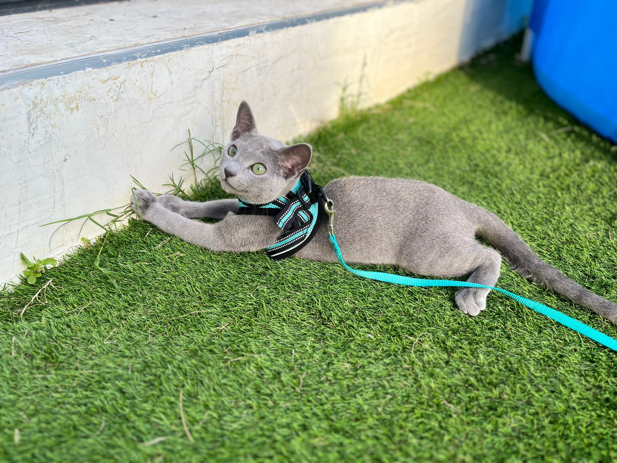 Rati Goku Azul de Amur *ES