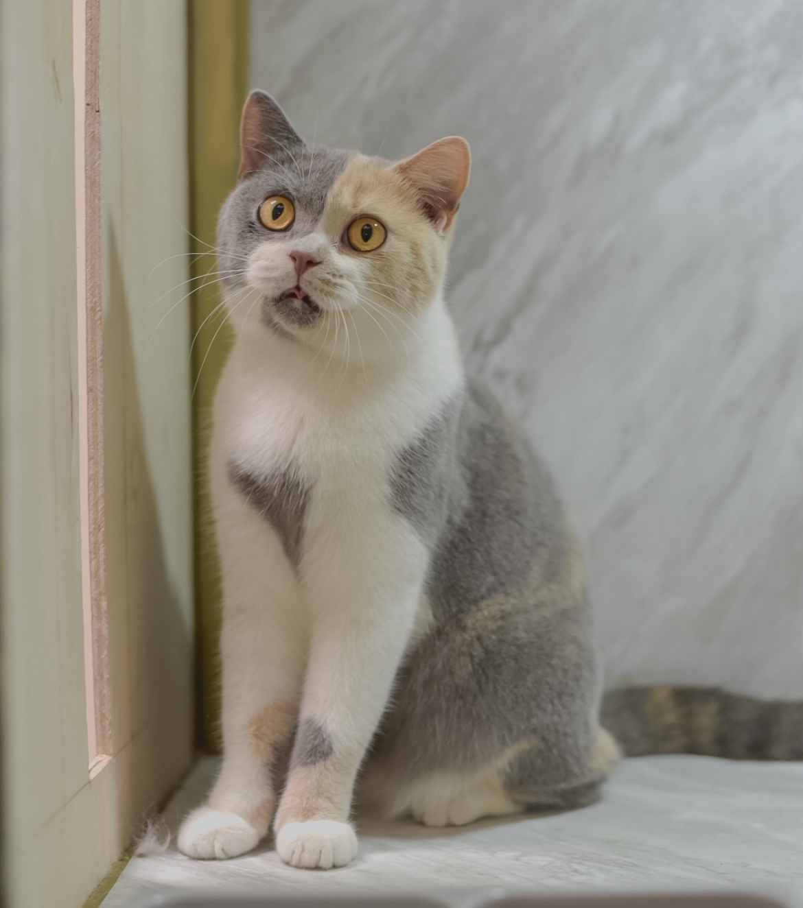 Quinzy Chavana Ansley