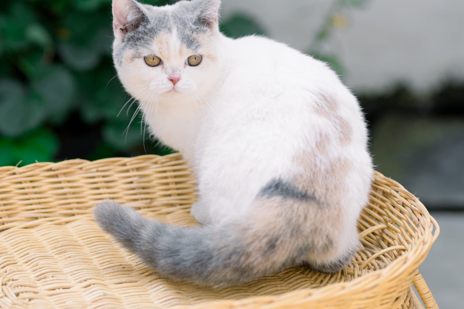 JCH. JCH. Swago Melody