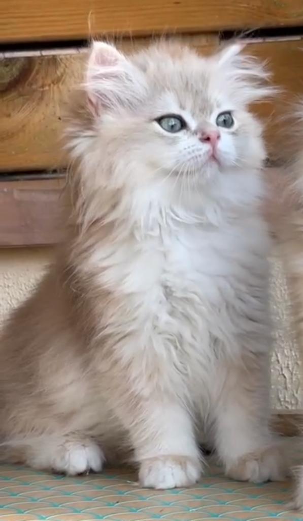 SYBARITES WORLD IRENE