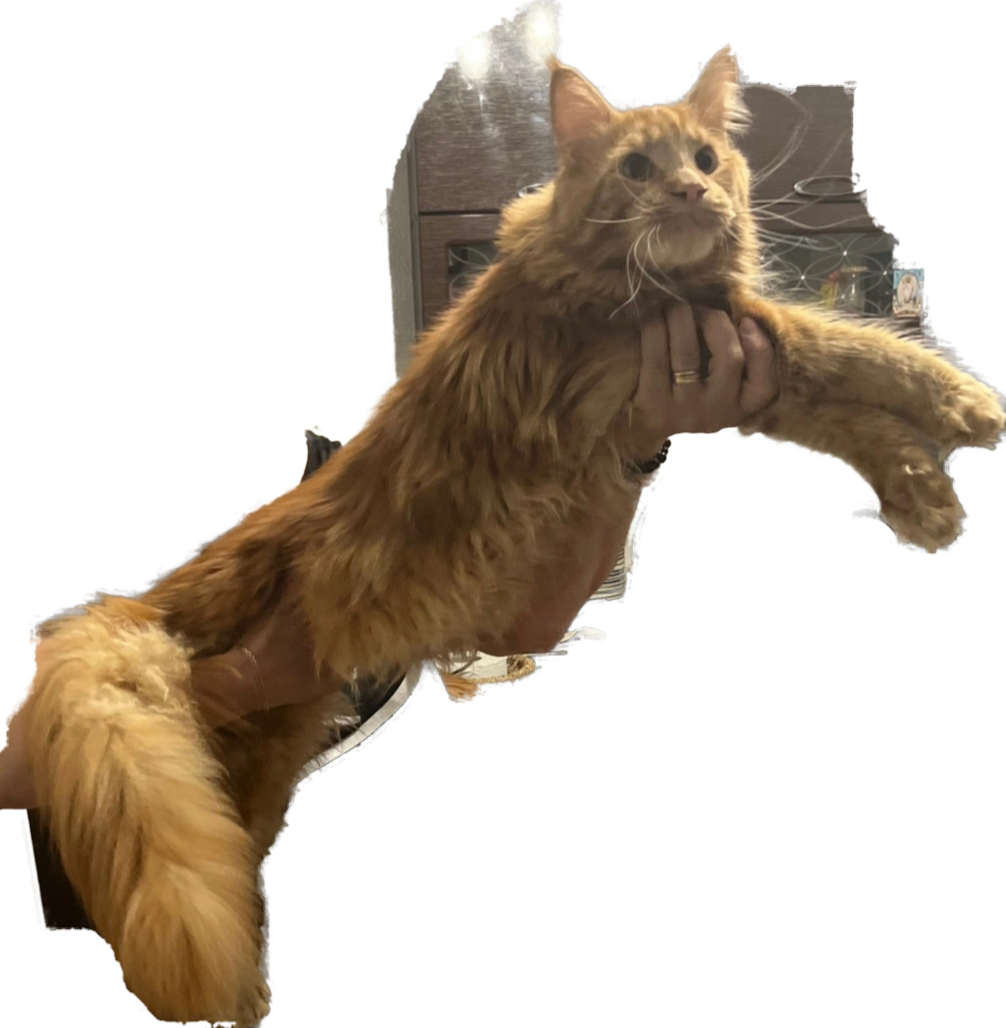 CH. Tomas Ivanovo Miracle