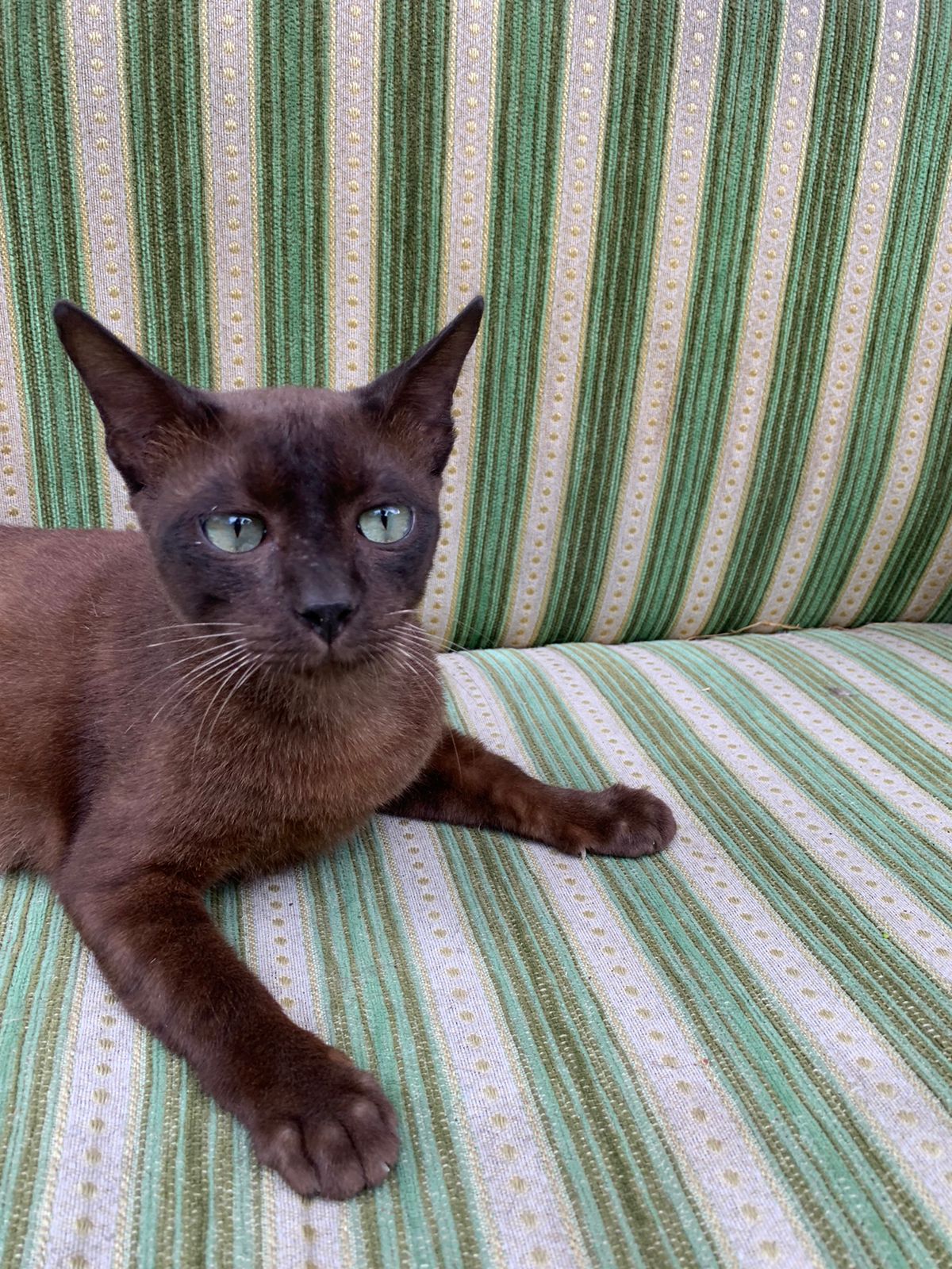 Bima