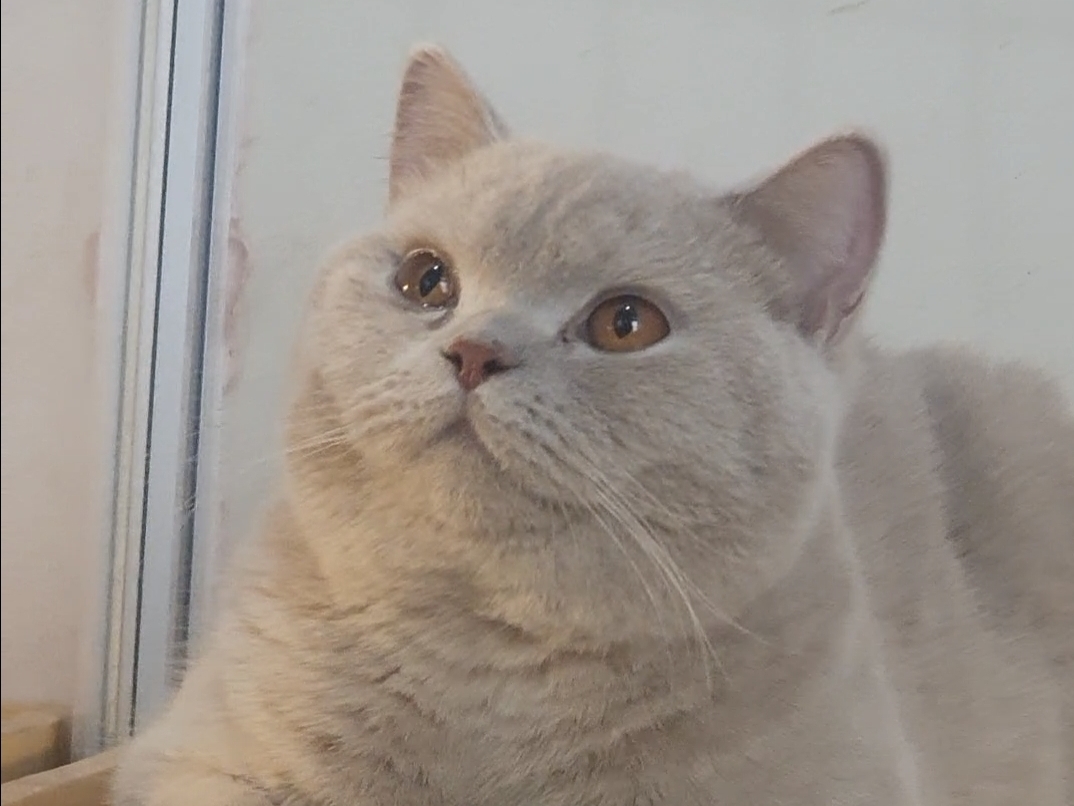 JCH. JCH. Chakeikanya Olaf