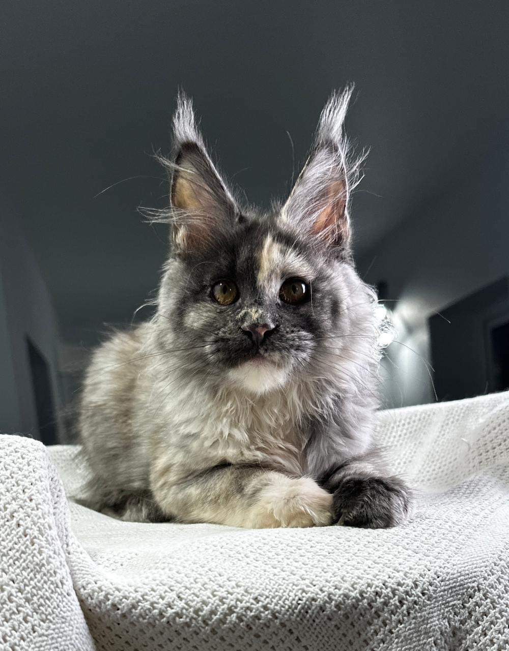 Wildbeautycoon’s Maisie