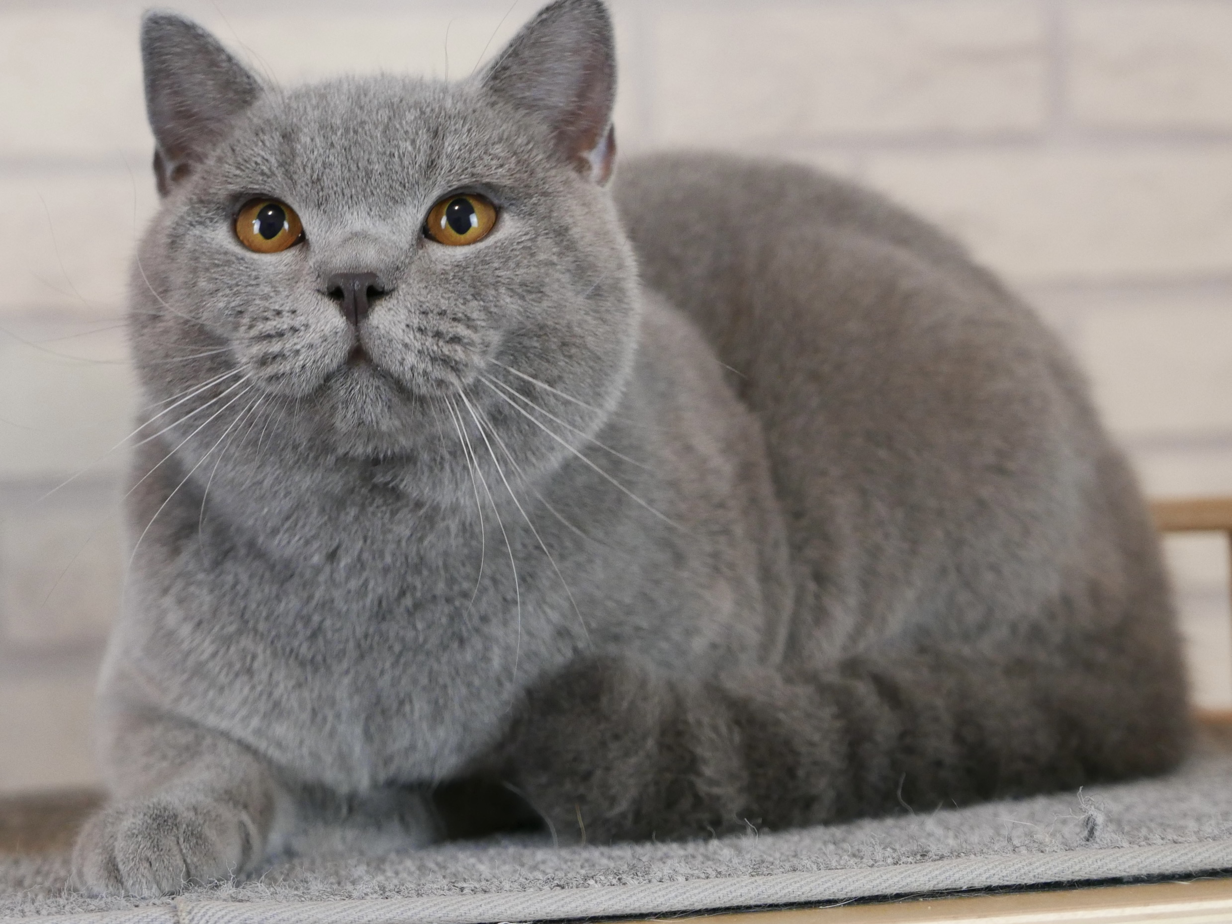 KCH. Chester Goodboy King Simba