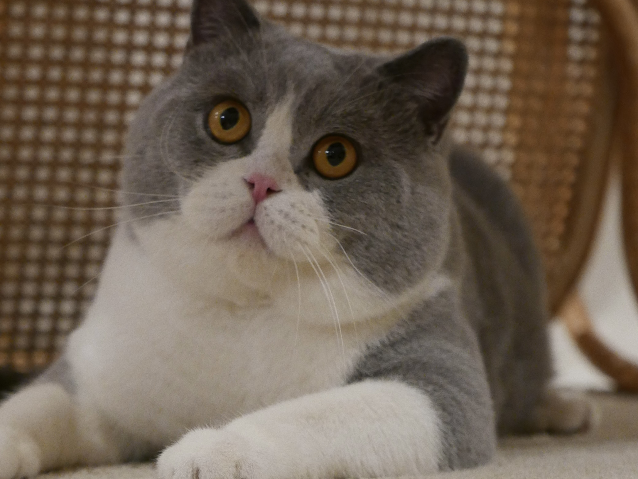 Pearlbrits Baby Pi of Chester Goodboy