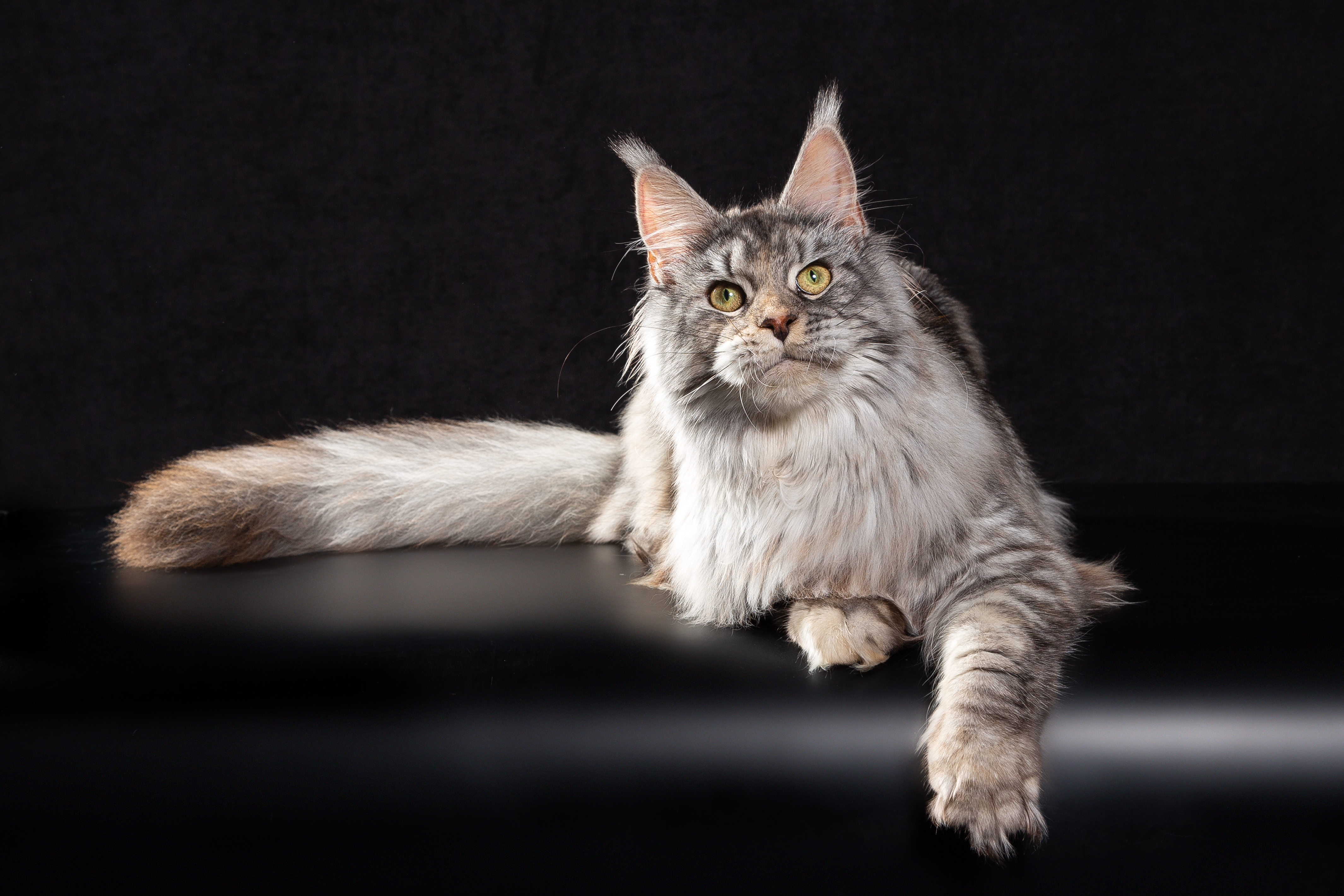 Master, JCH. CERERISTAR EUFROSINA