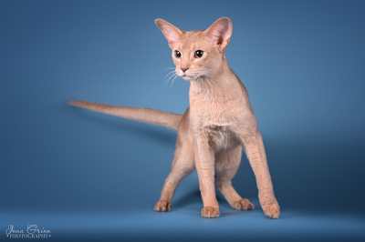 Yohan Latvian miracle